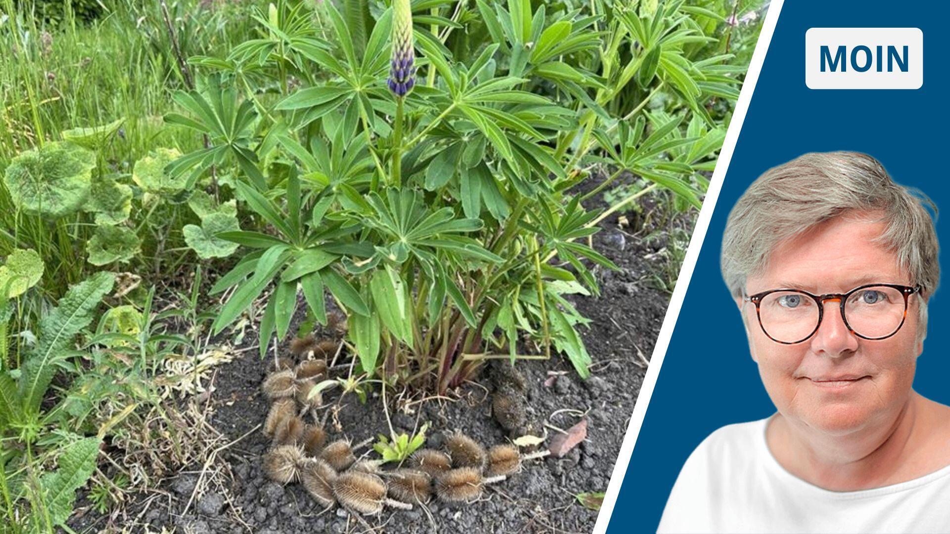 Moin-Bild mit Lupine