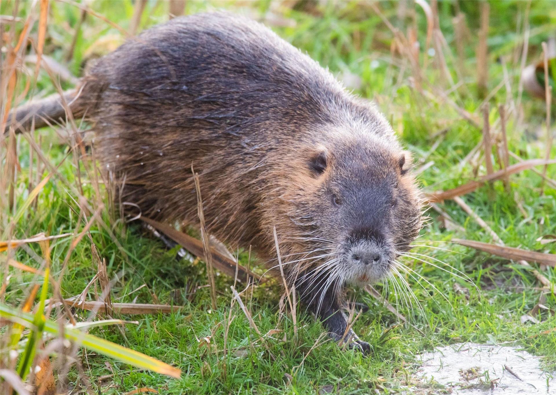 Eine Nutria, auch Biberratte genannt: Das ursprünglich aus Südamerika stammende Tier bereitet den Wasserverbänden in der Region immer wieder Sorgen, weil es die Sicherheit der Deiche bedroht.