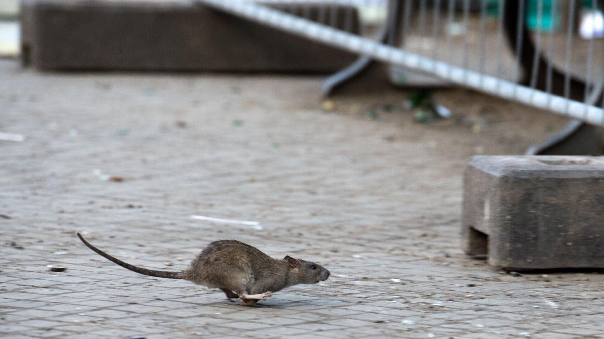Eine Ratte läuft davon, aufgeschreckt durch Aufräumabeiten.