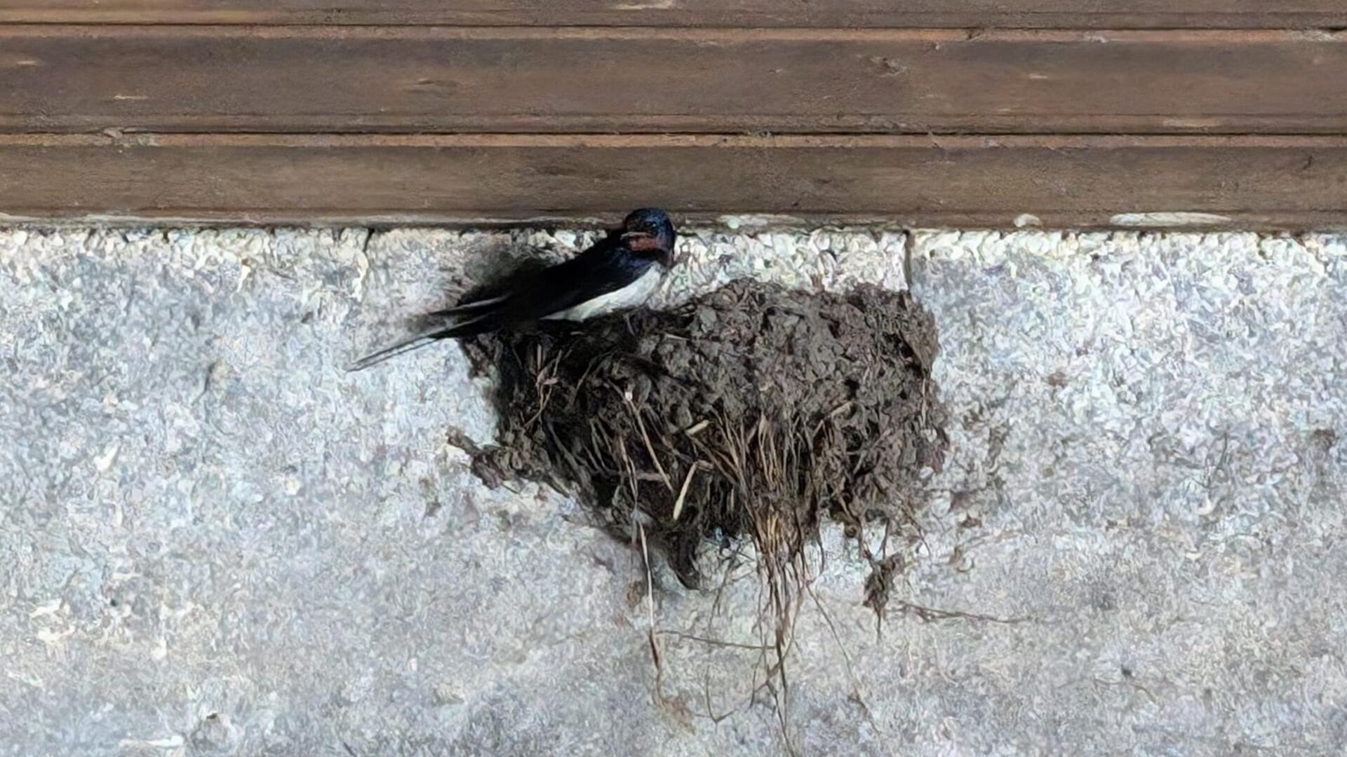 Eine Schwalbe bei der Nestvorbereitung.