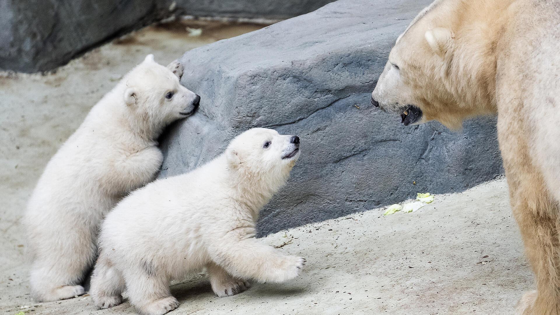 Zwei Eisbären-Babys spielen mit ihrem Vater. Im ungarischen Zoo hat Lloyd Nachwuchs gezeugt – das war nicht geplant.