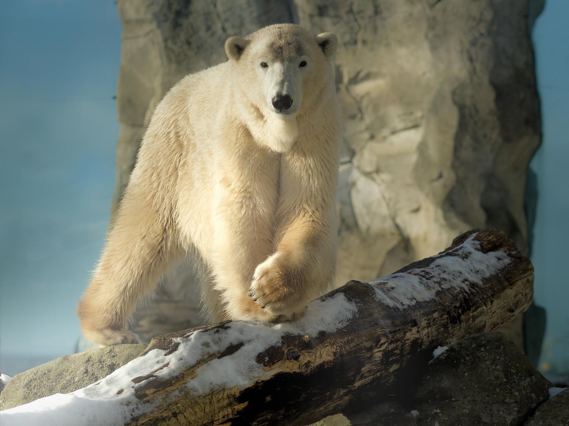 Eisbär im Schnee