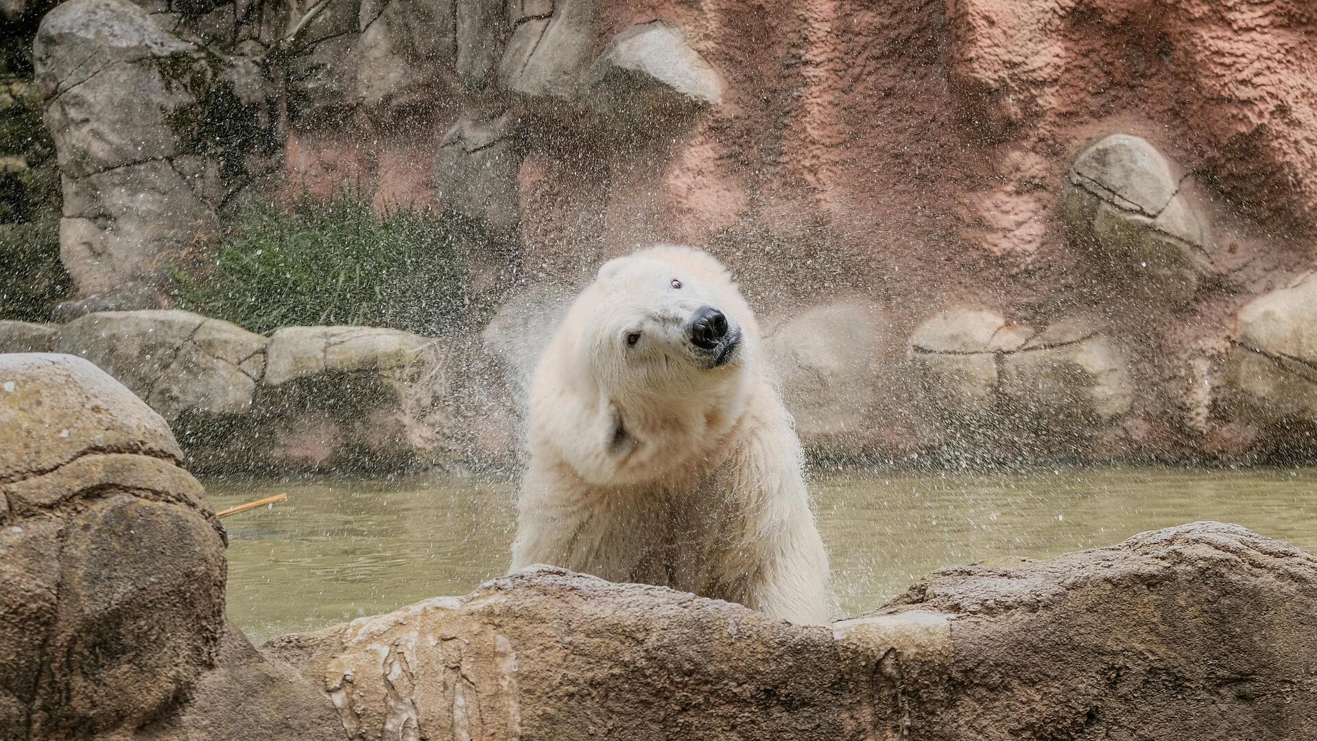Zwei Eisbären im Zoo. Erkundung der neuen Anlage.