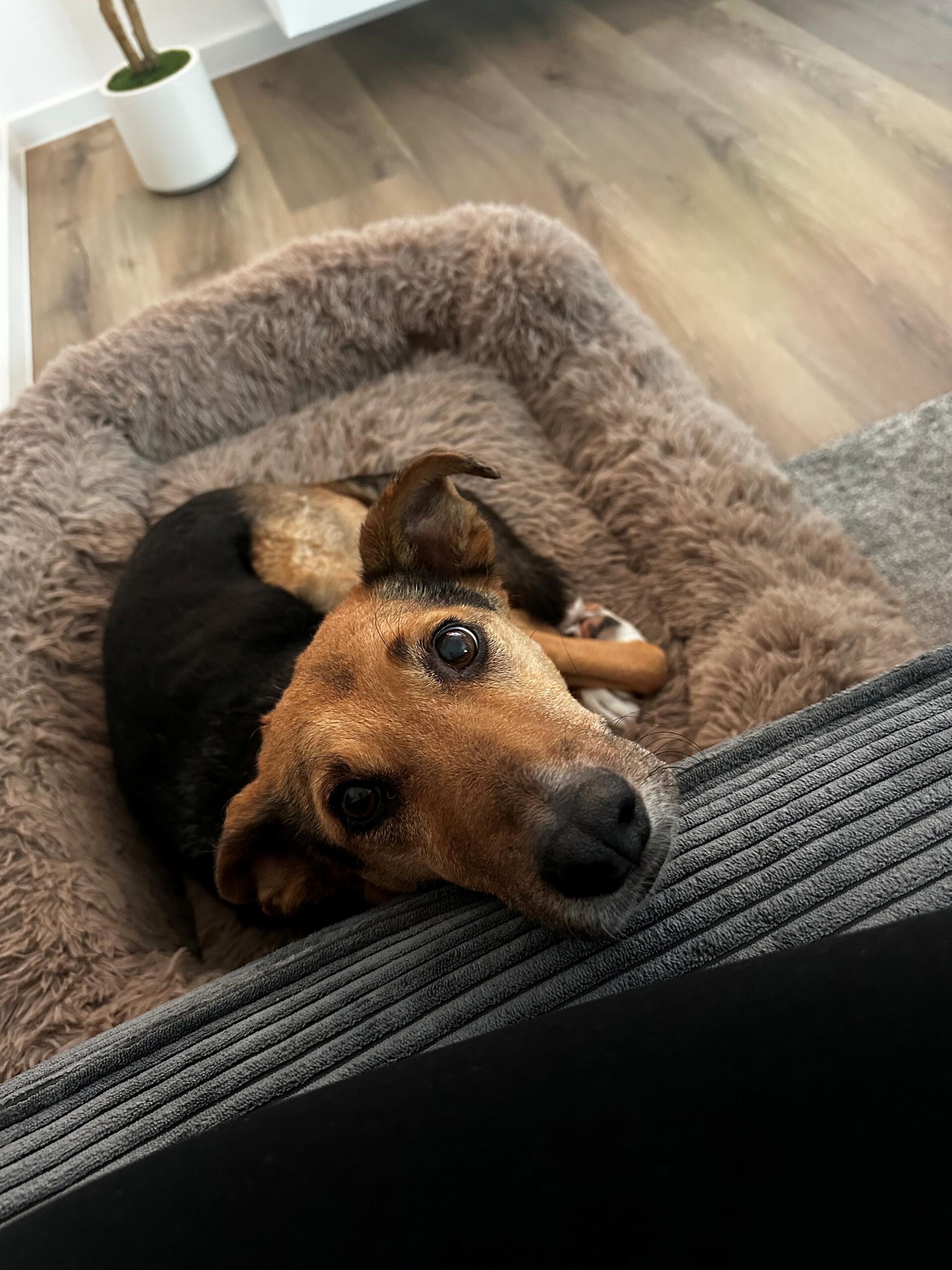 Ernie aus Bremerhaven:  Vor fünf Jahren kam er aus Rumänien, ein kleiner, ängstl...
