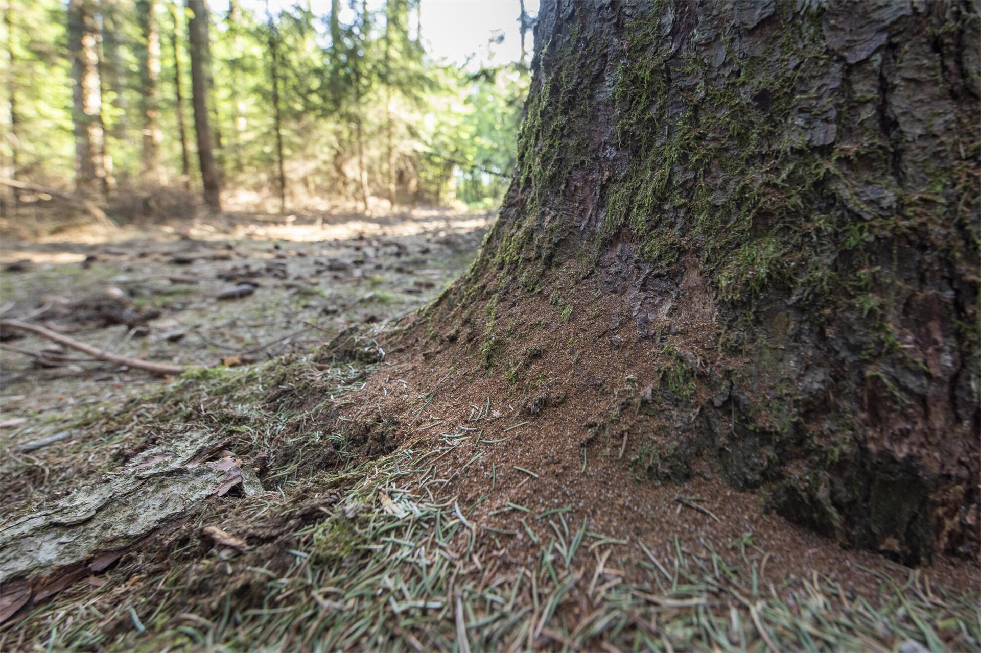 Nadeln liegen am Stamm einer Fichte im Wald.