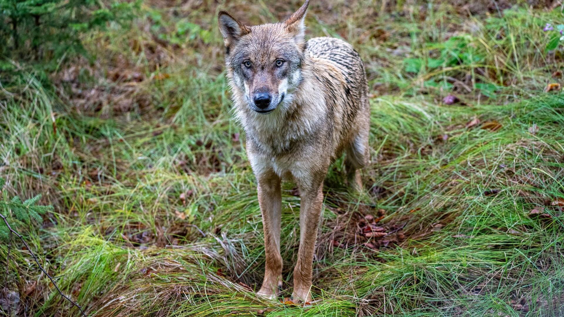 Ein Wolf im Wald