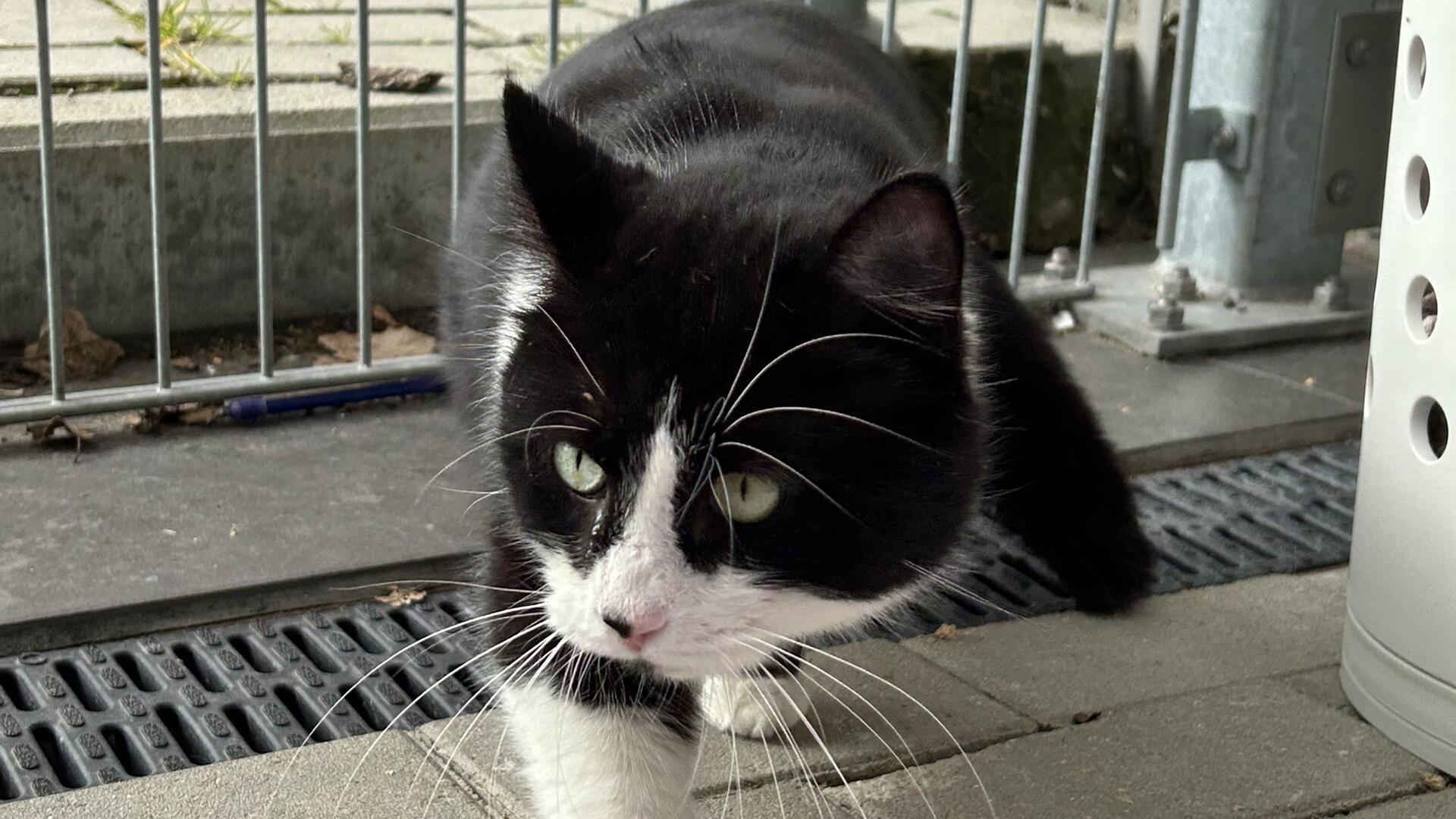 Ein Kater. 