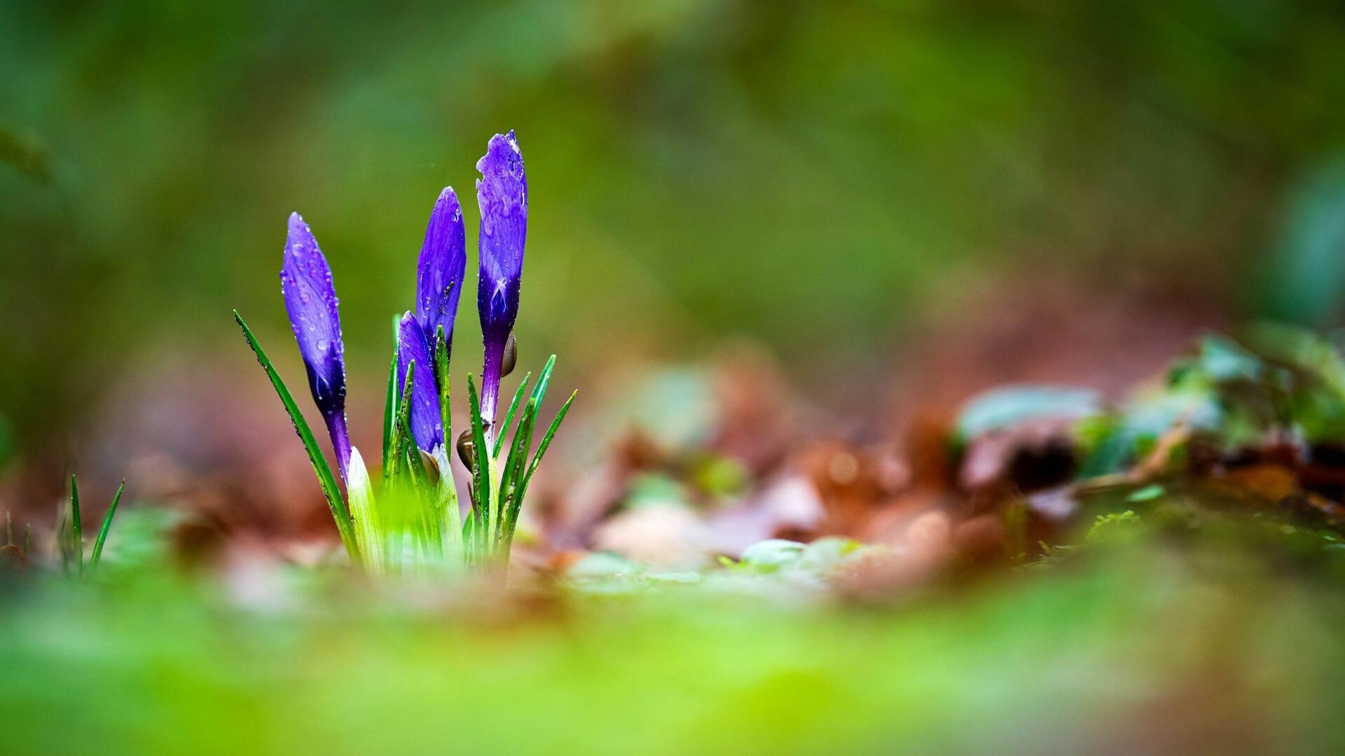 Bilder des Tages Frühlingsboten in Niedersachsen: Krokusse wachsen in einem Oldenburger Park. Ein Blick aufs Wetter bringt jedoch keine Frühlingsstimmung. Auch in den kommenden Tagen muss man sich auf Regen einstellen.