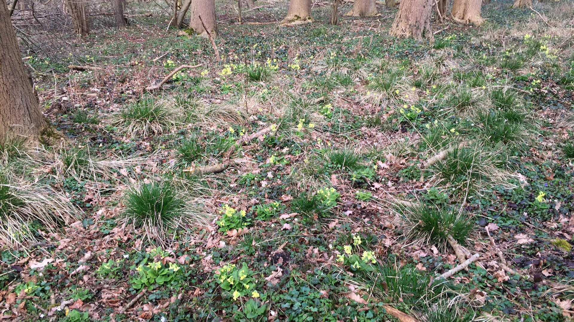 Frühlingshafter Auwald im ehemaligen Kreis Zeven: Zwischen Erlen und feuchtem Boden blühen hier noch seltene Schlüsselblumen – ein stiller Hinweis auf den ökologischen Wert dieses gefährdeten Lebensraums.