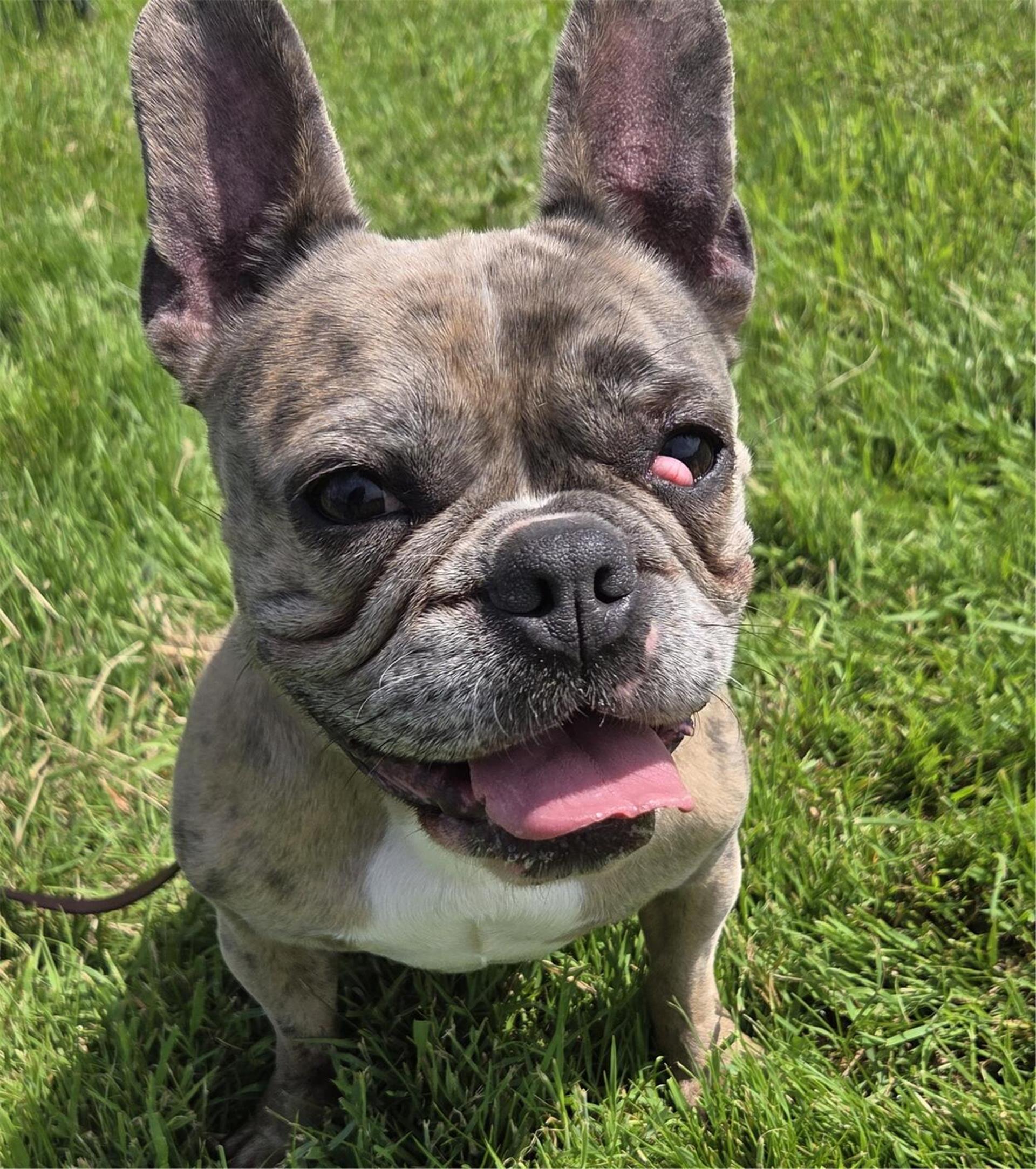 Hundedame Olja