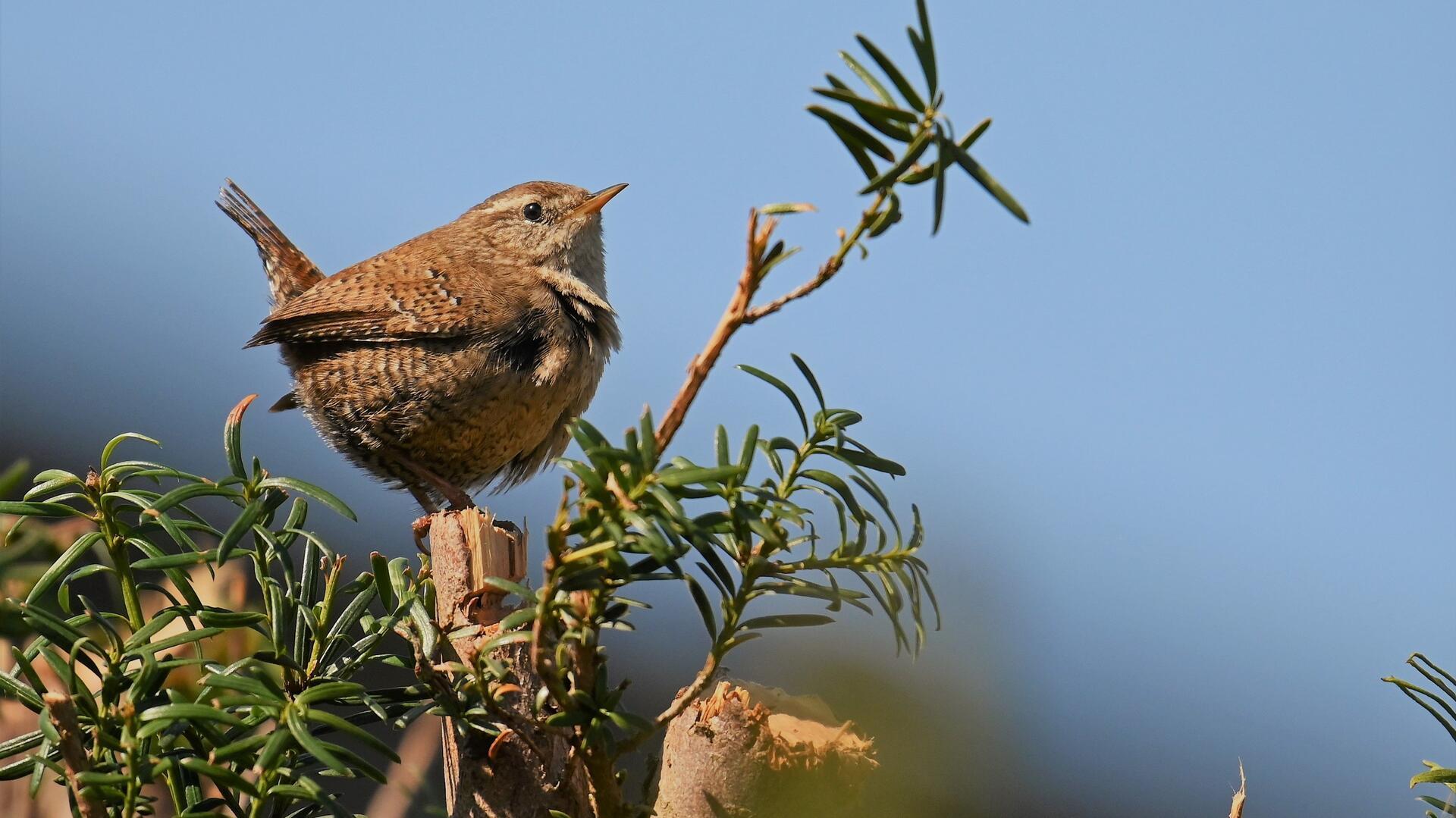 Ein Vogel sitzt auf einem Strauch.