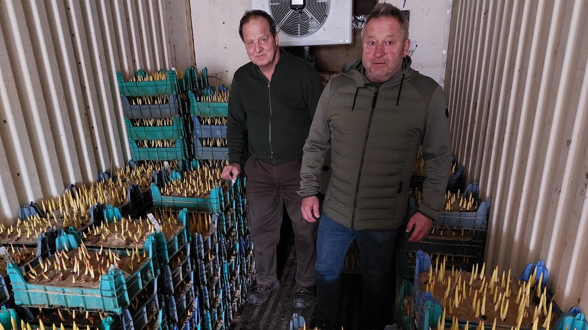 Zwei Männer stehen in einem Kühlcontainer, der mit blauen Kunststoffkisten voller Tulpenzwiebeln gefüllt sind, aus denen gelbe Triebe wachsen.