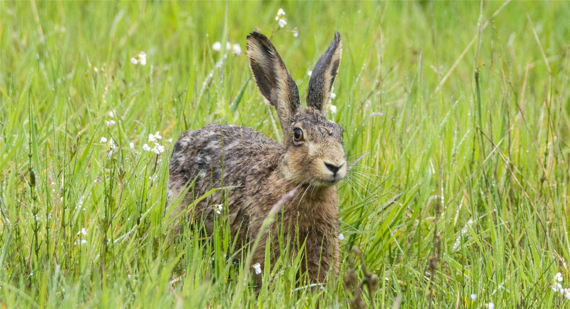 Ein Hase sitzt auf einer grünen Wiese.