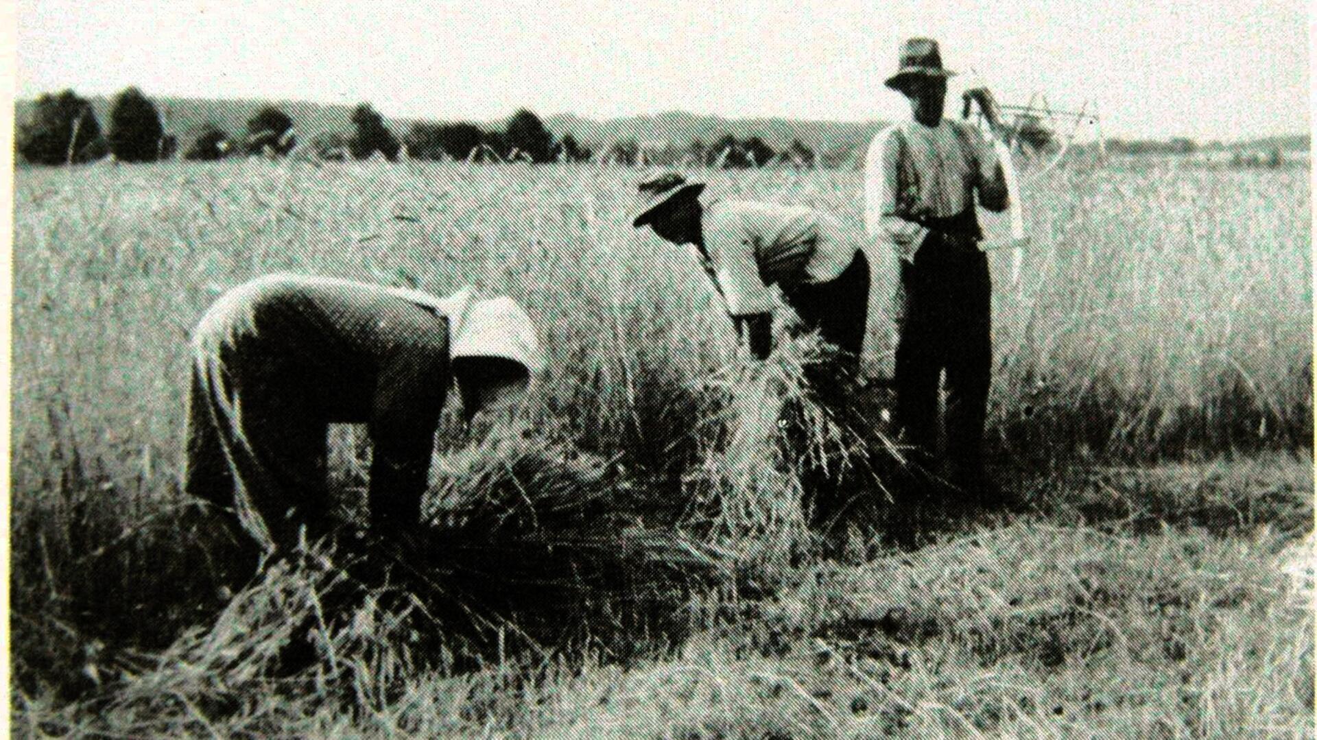 Garben binden in Boitzen 1934