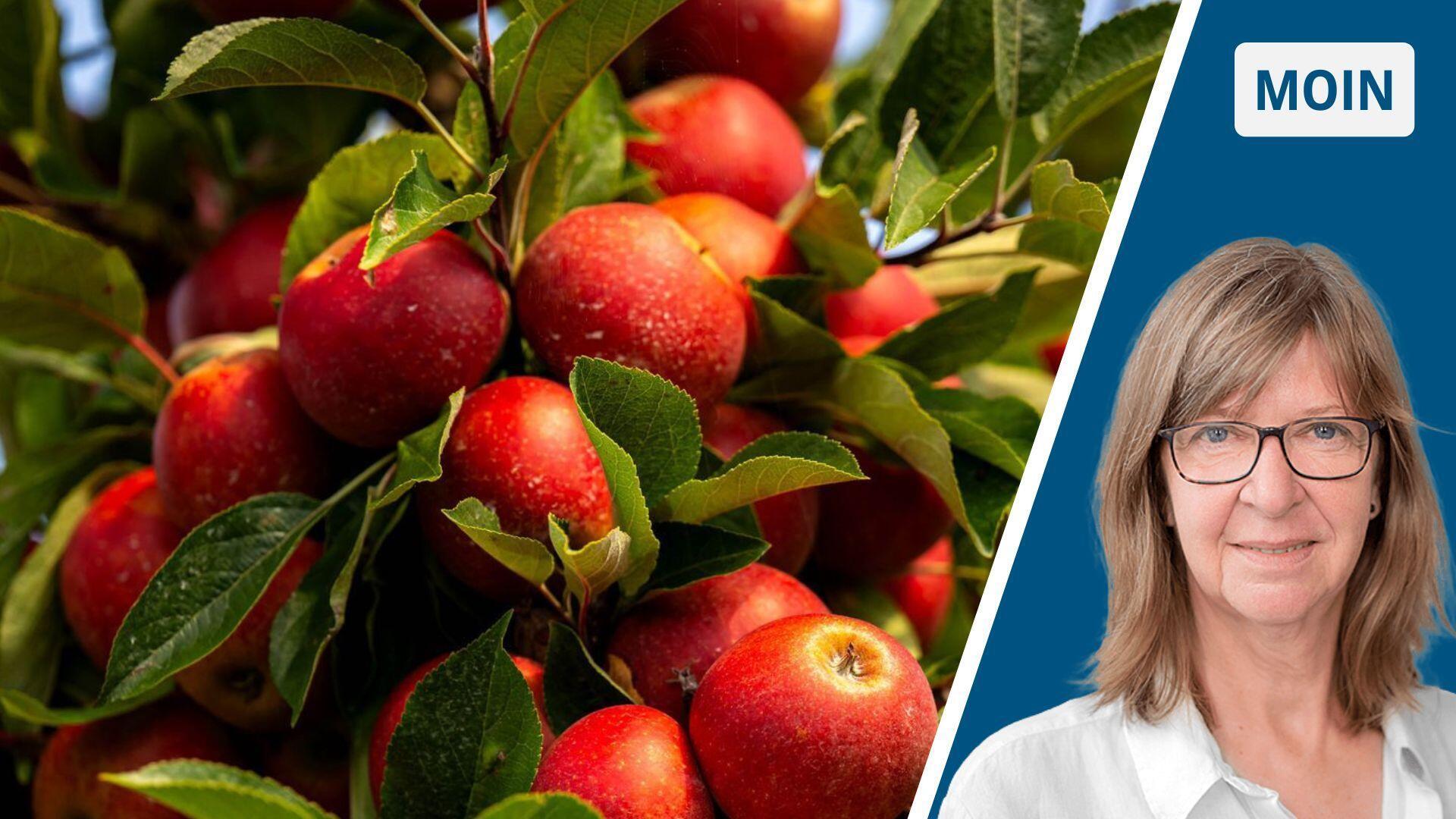Viele rote Äpfel zwischen Laub und das Porträt einer blonden Frau mit Brille.