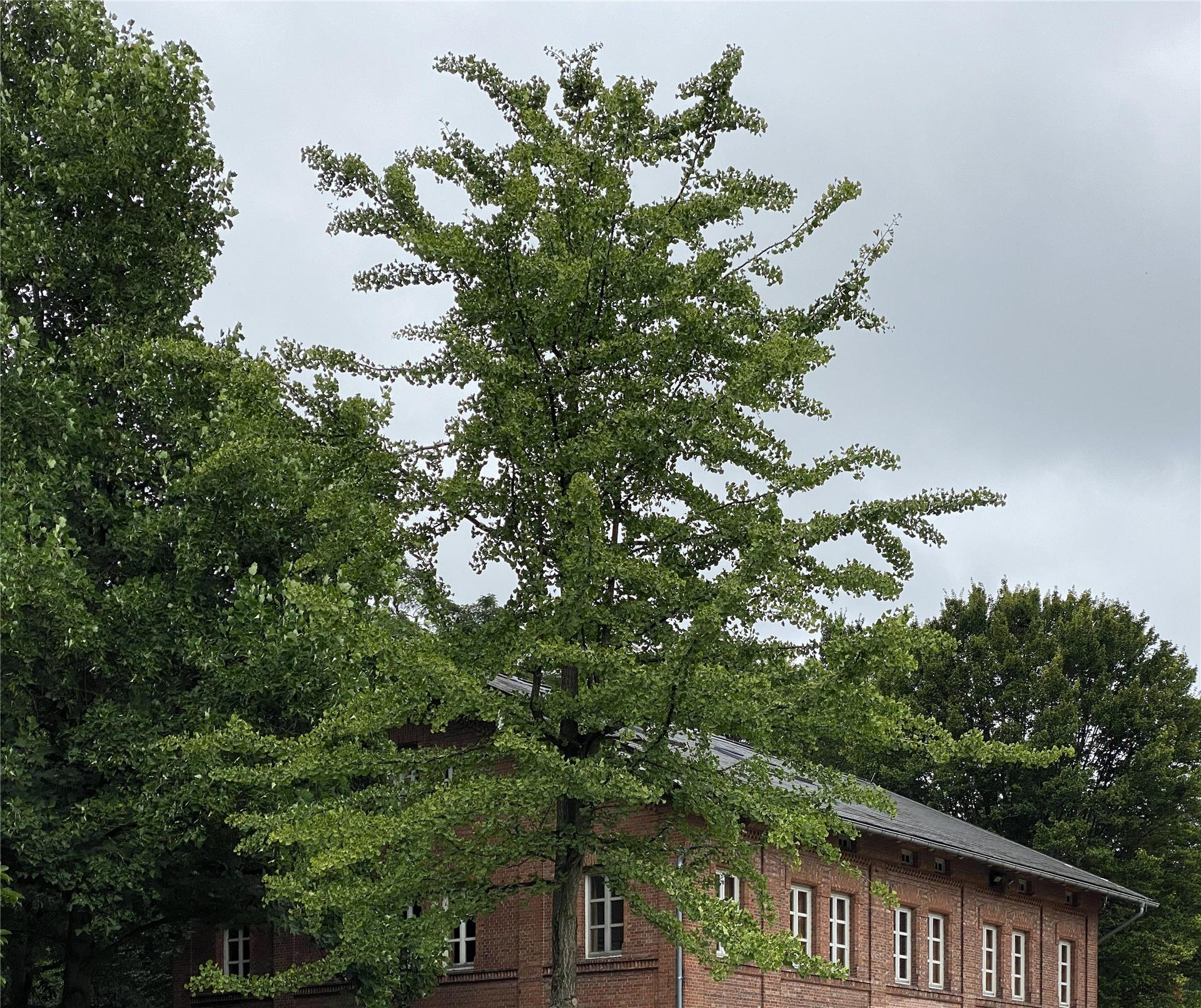Ein hoch gewachsener Ginkgobaum steht neben einem Backsteinhaus