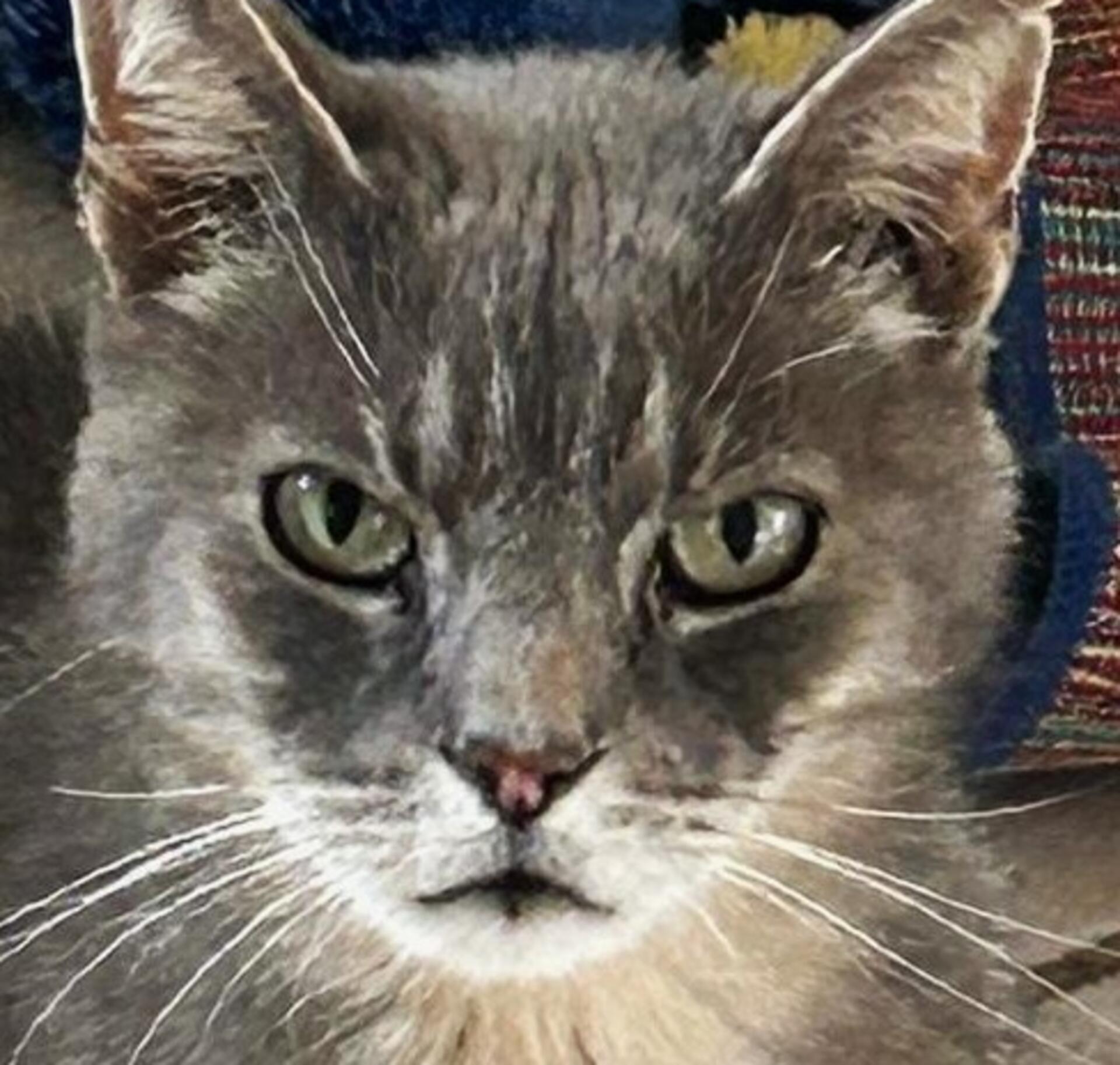 Kater Gino. Das Wittstedter Tierheim möchte ihn in eine neue Familie vermitteln.