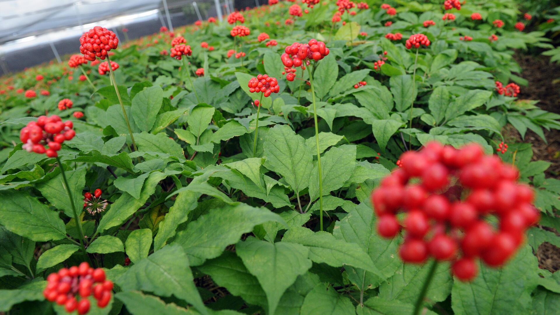 Ginseng-Pflanzen stehen auf einer Plantage in Bockhorn bei Walsrode (Kreis Soltau-Fallingbostel). 
