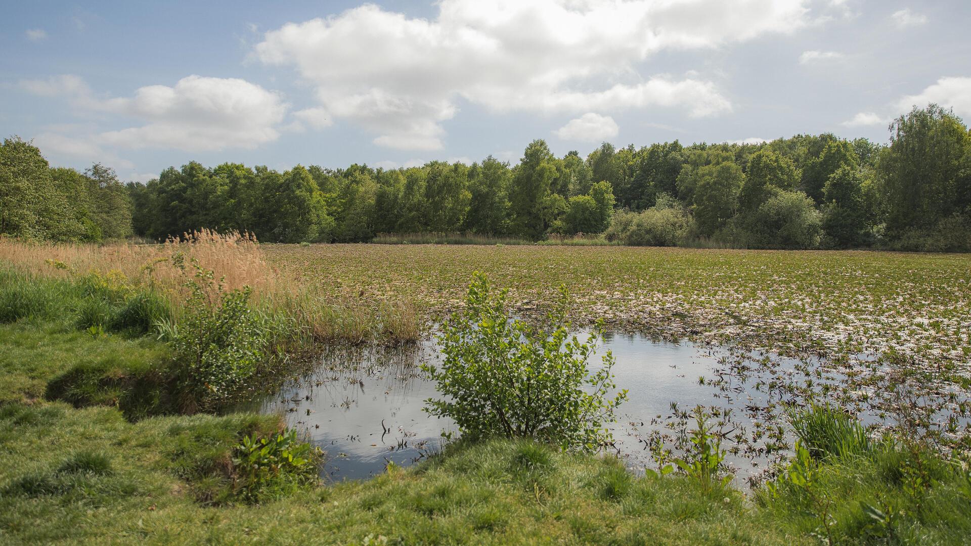 Blick auf einen See, der von Wasserpflanzen überzogen ist. Viel Grün, wenig Wasser.