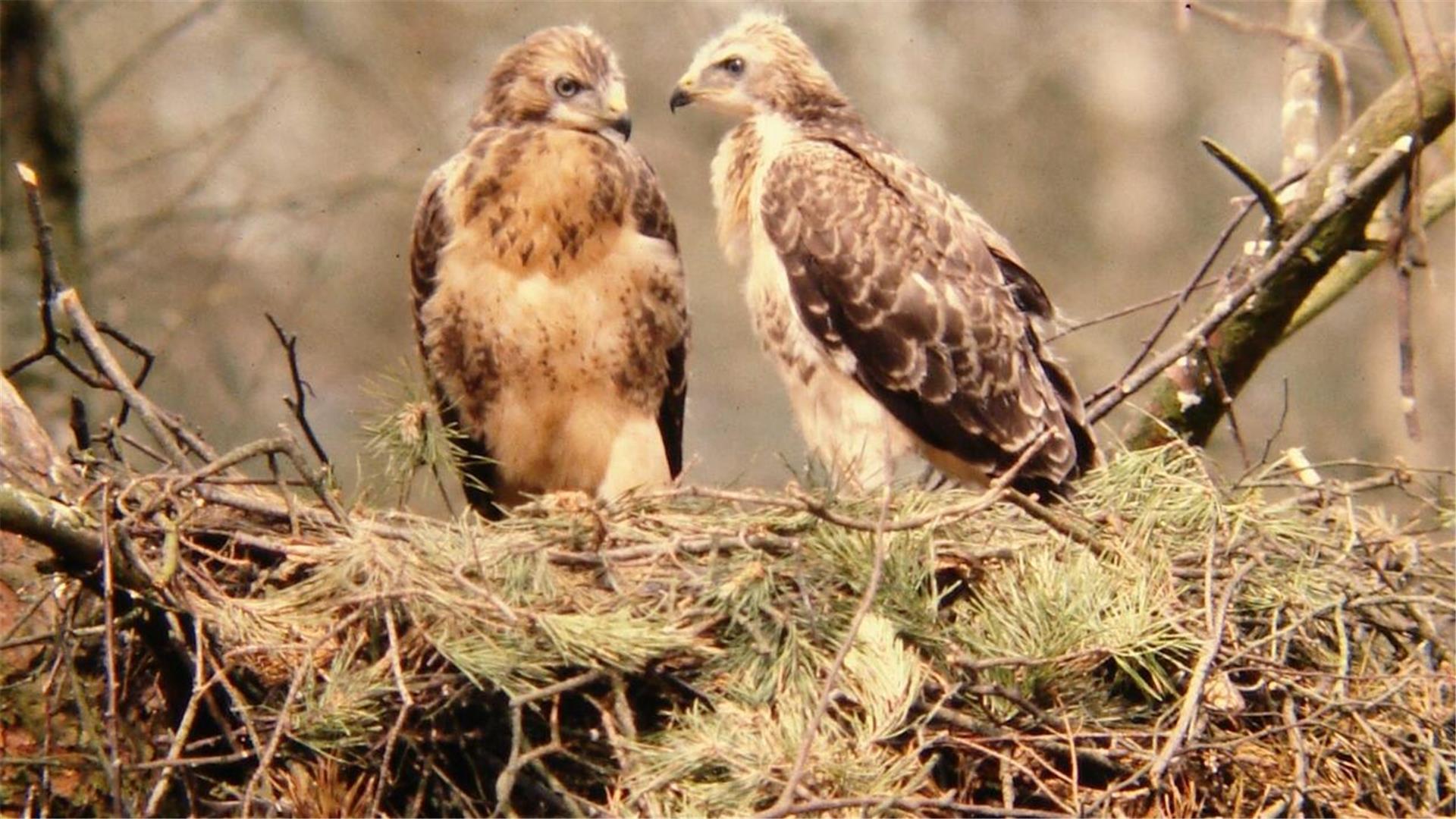 Günther Wiese zeigt in Ohrel beeindruckende Aufnahmen aus der heimischen Natur - auch Bussarde sind „Darsteller“ in dem Film „Schauplatz Natur“.