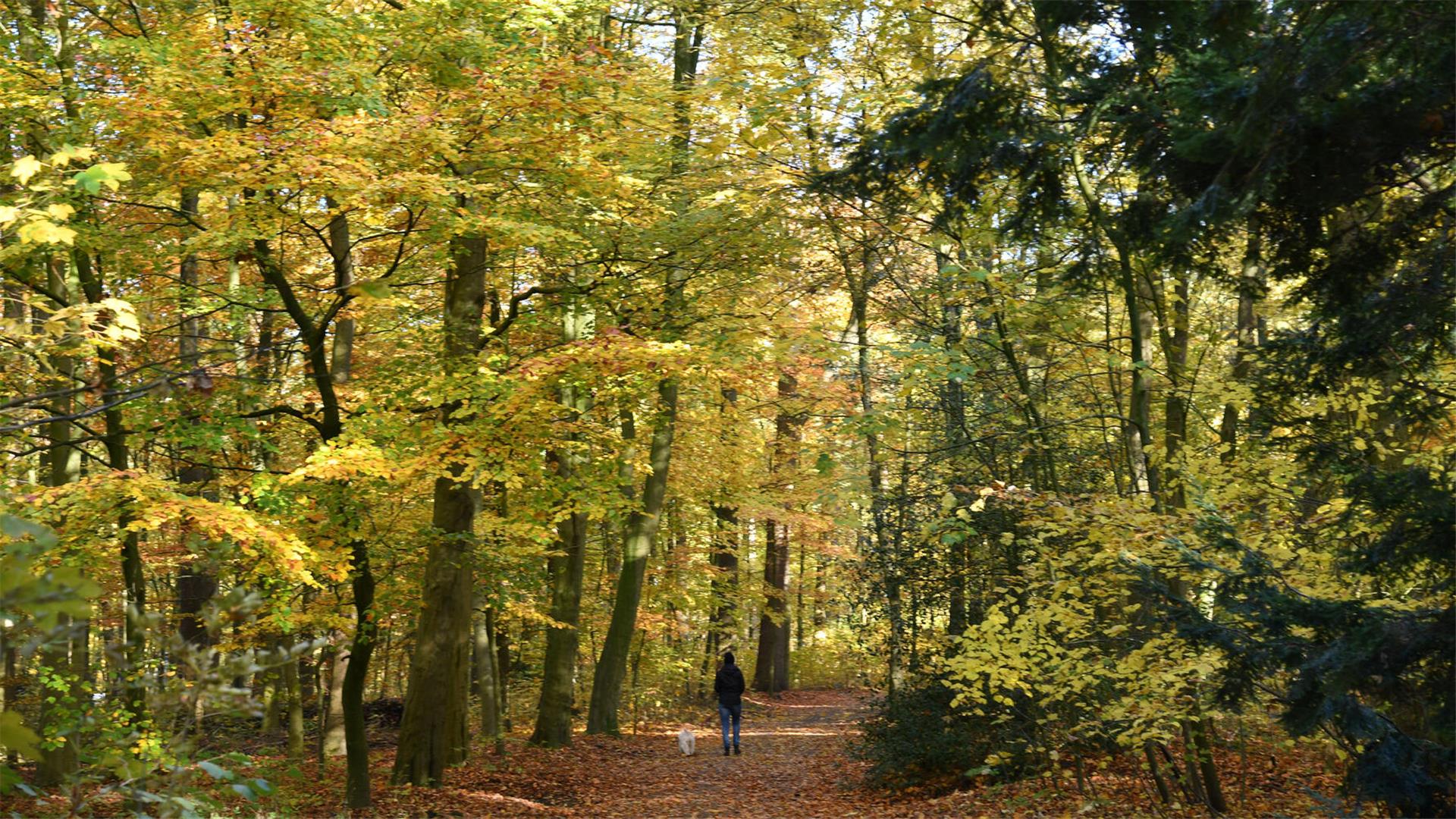 Herbstlicher Blick in den Bürgerpark – doch, Vorsicht: Das Gartenbauamt rät derzeit vom Betreten städtischer Parks ab, da schwere Sturmböen die Gefahr durch herabfallende Äste erhöhen.