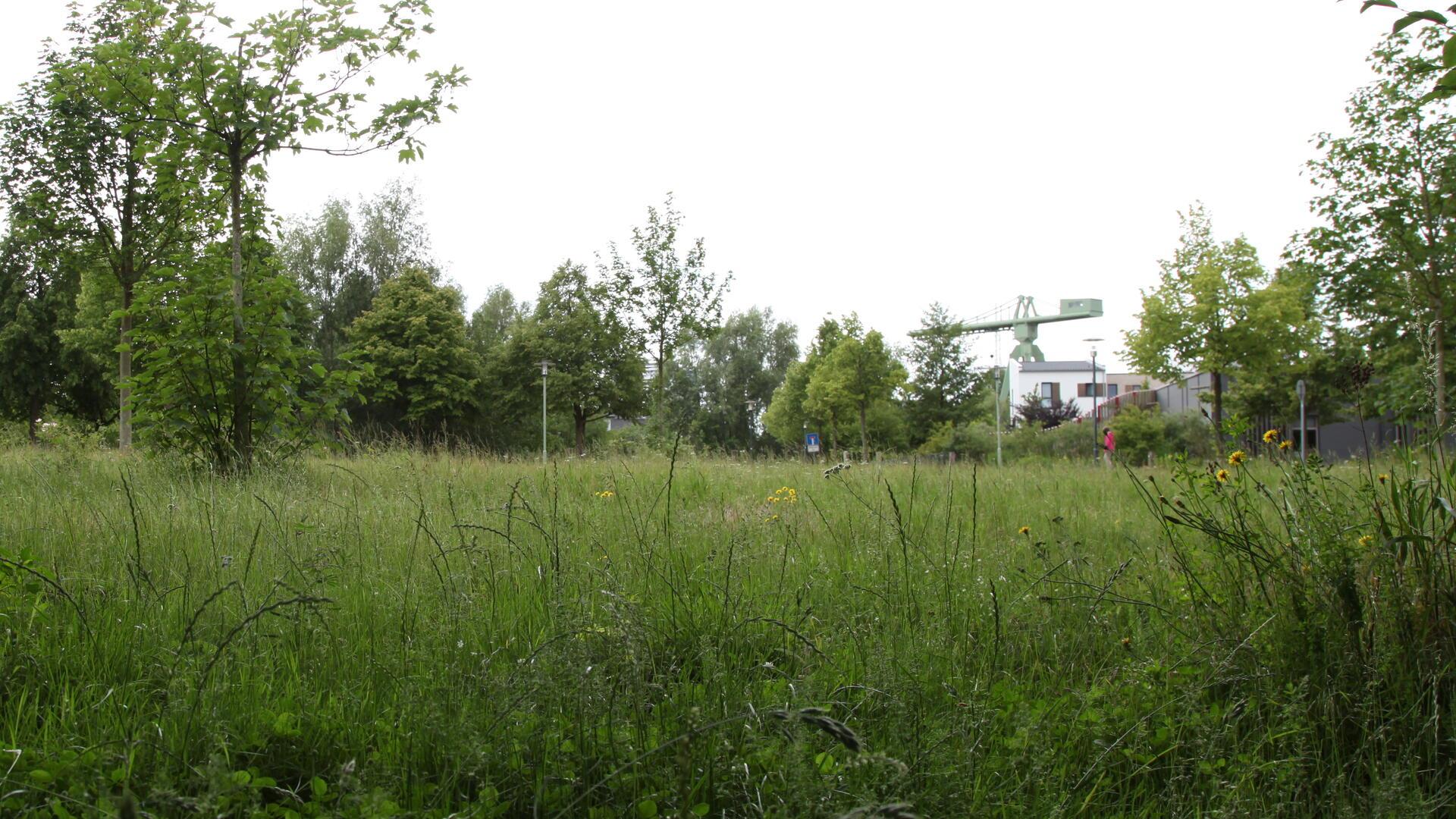 Hier soll der neue Insektenlehrpfad entstehen. 