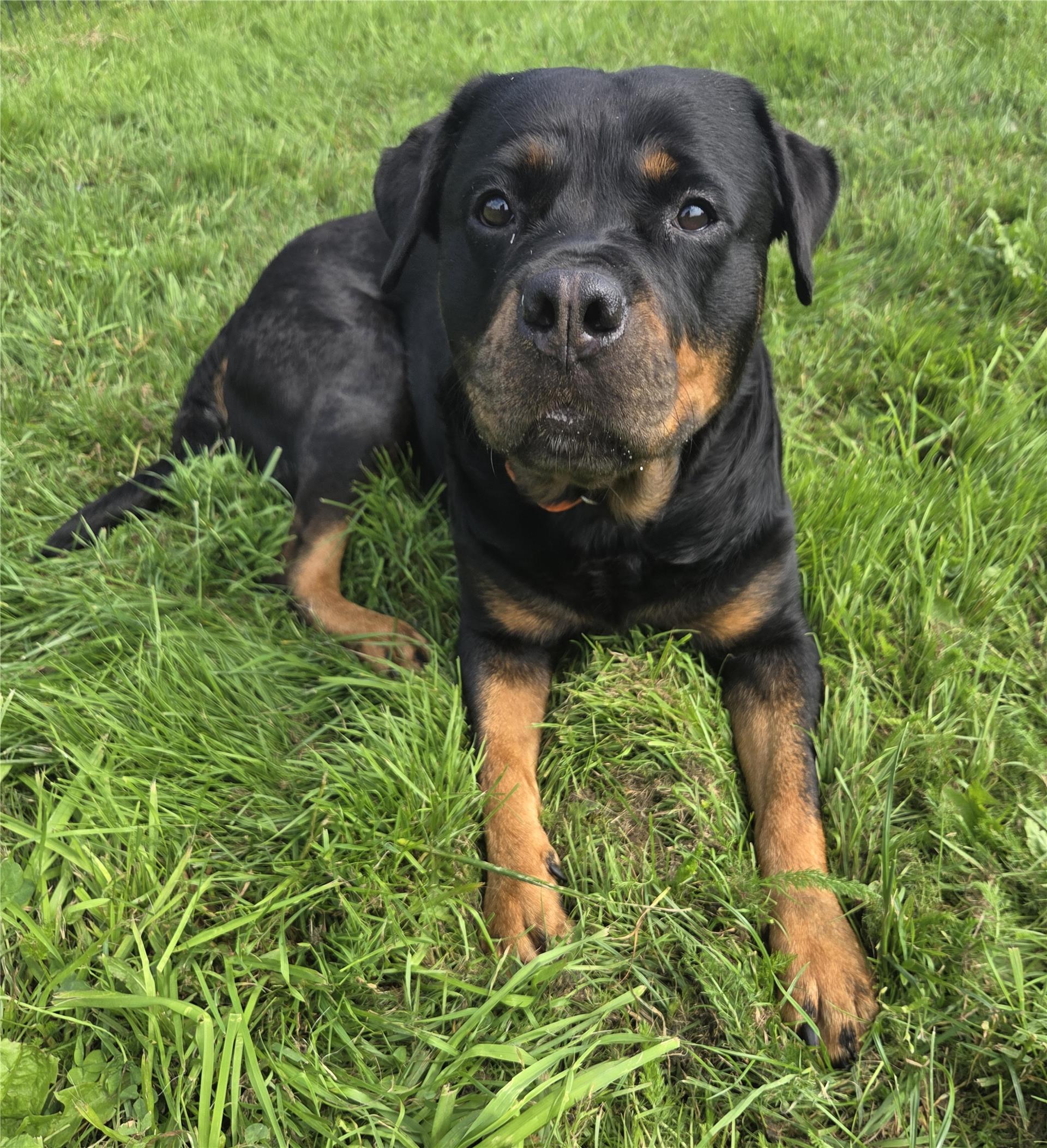 großer Hund mit dunklem Fell liegt auf dem Rasen