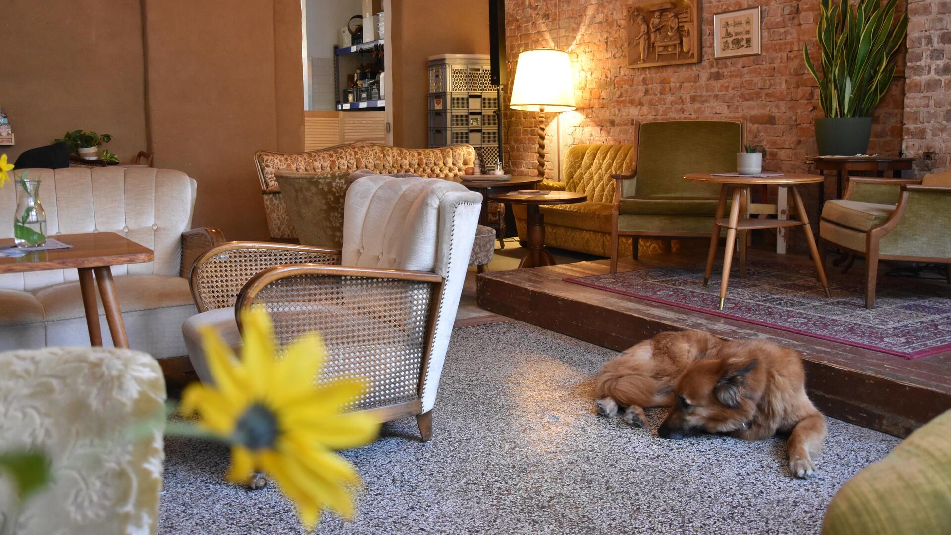 Ein Hund liegt in einem Café.