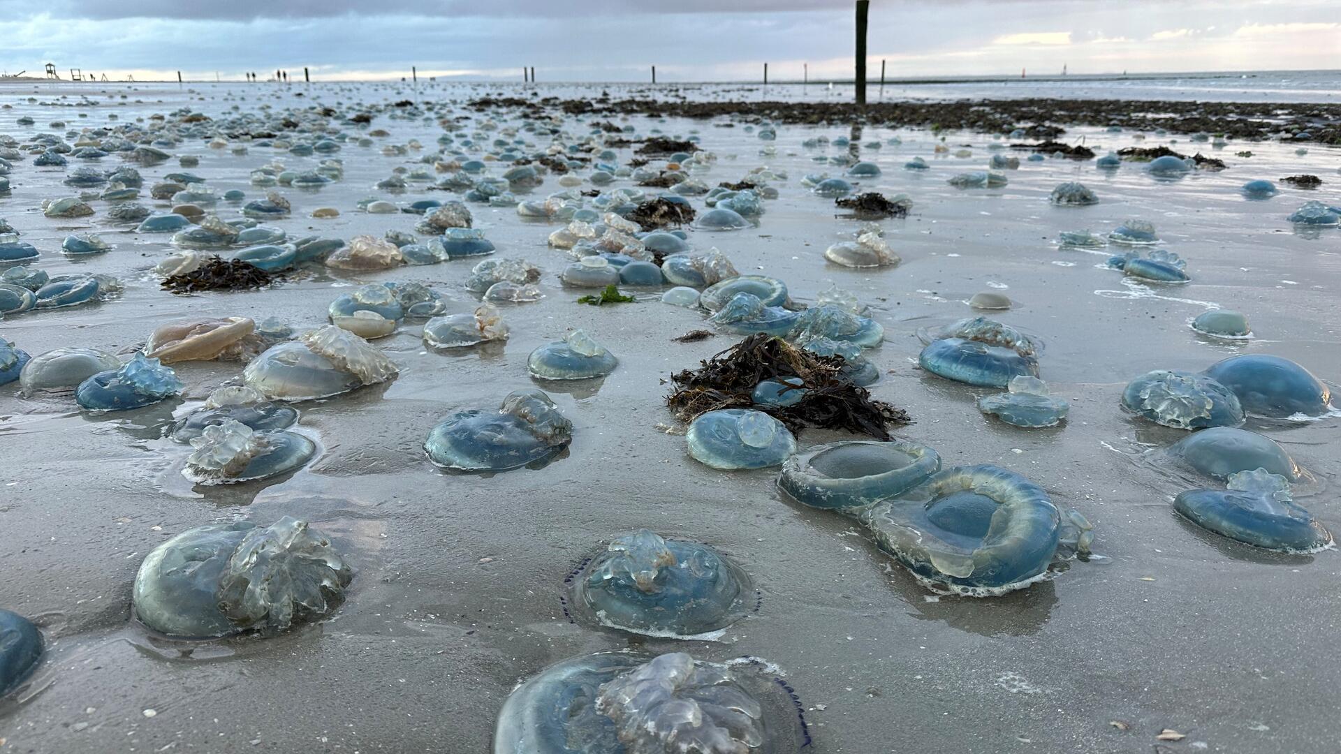 Hunderte Quallen liegen am Strand von Norderney. In Zukunft könnten Quallen fast aller Art enorm vom Klimawandel und von der Überfischung der Ozeane profitieren (Symbolbild)