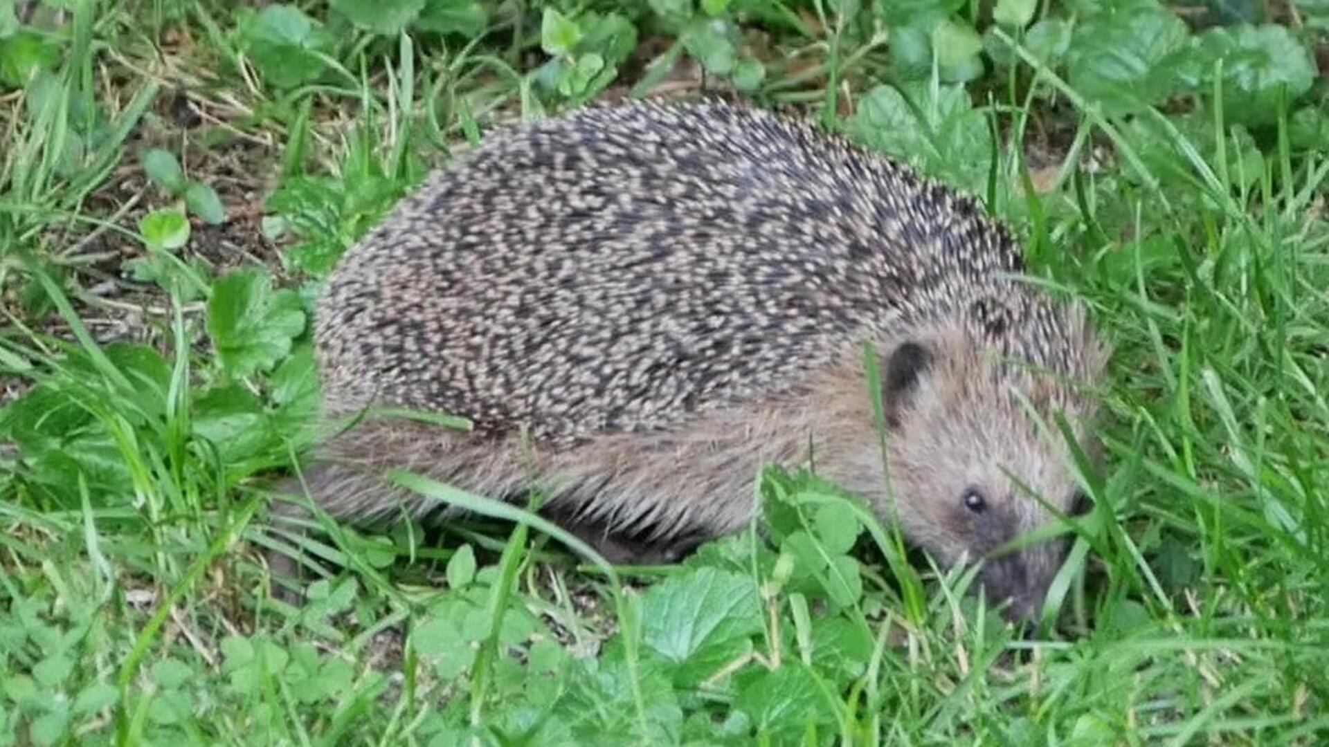 Ein kleines Tier mit Stacheln auf Gras.