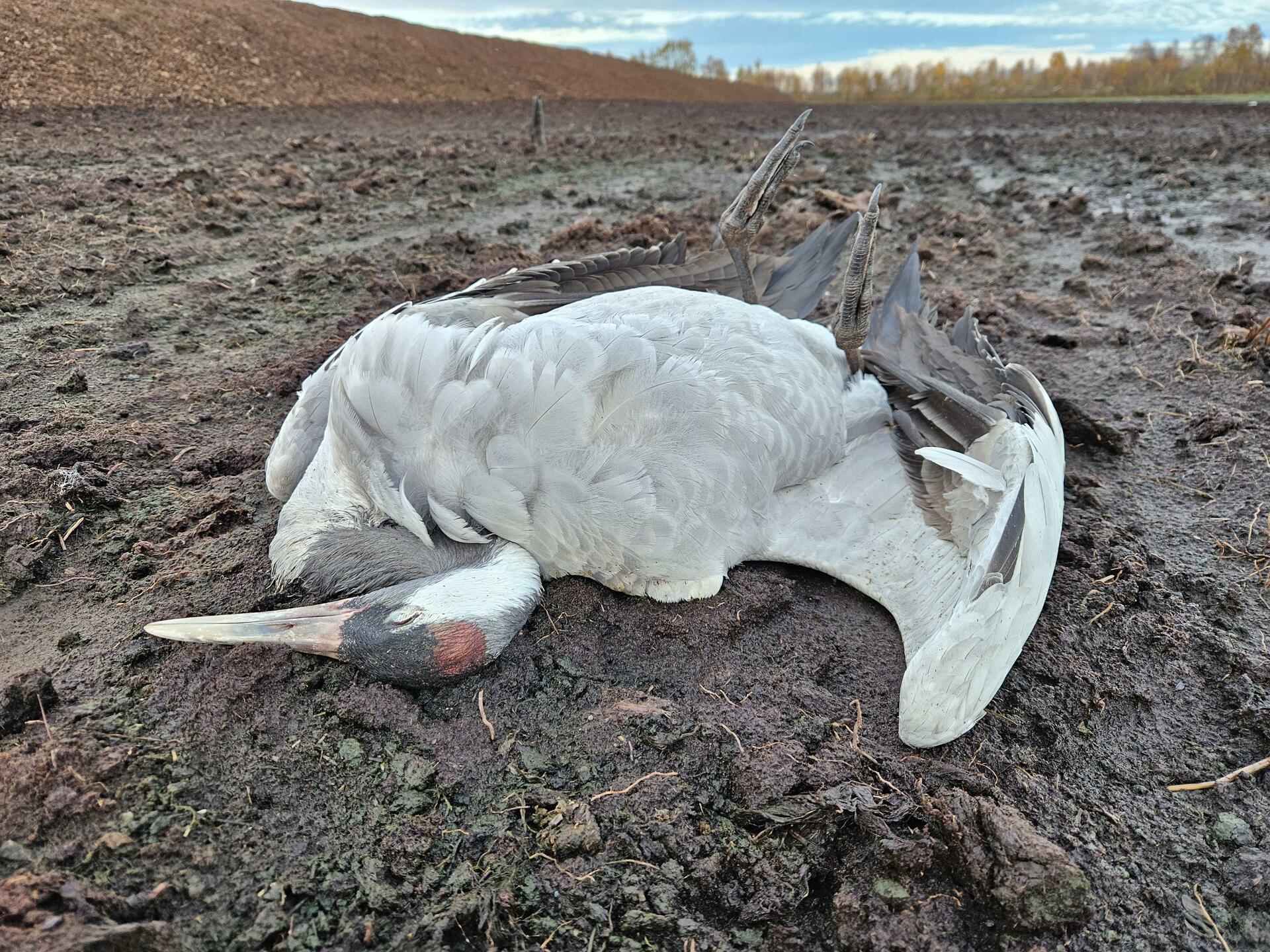 Im Augustendorfer Moor hat der Biologe Axel Roschen 129 tote Kraniche gezählt - und das allein auf einem Gebiet von rund fünf Hektar im Umfeld der Schlafplätze für Kraniche, die im Volksmund eigentlich als die „Vögel des Glücks“ gelten. 