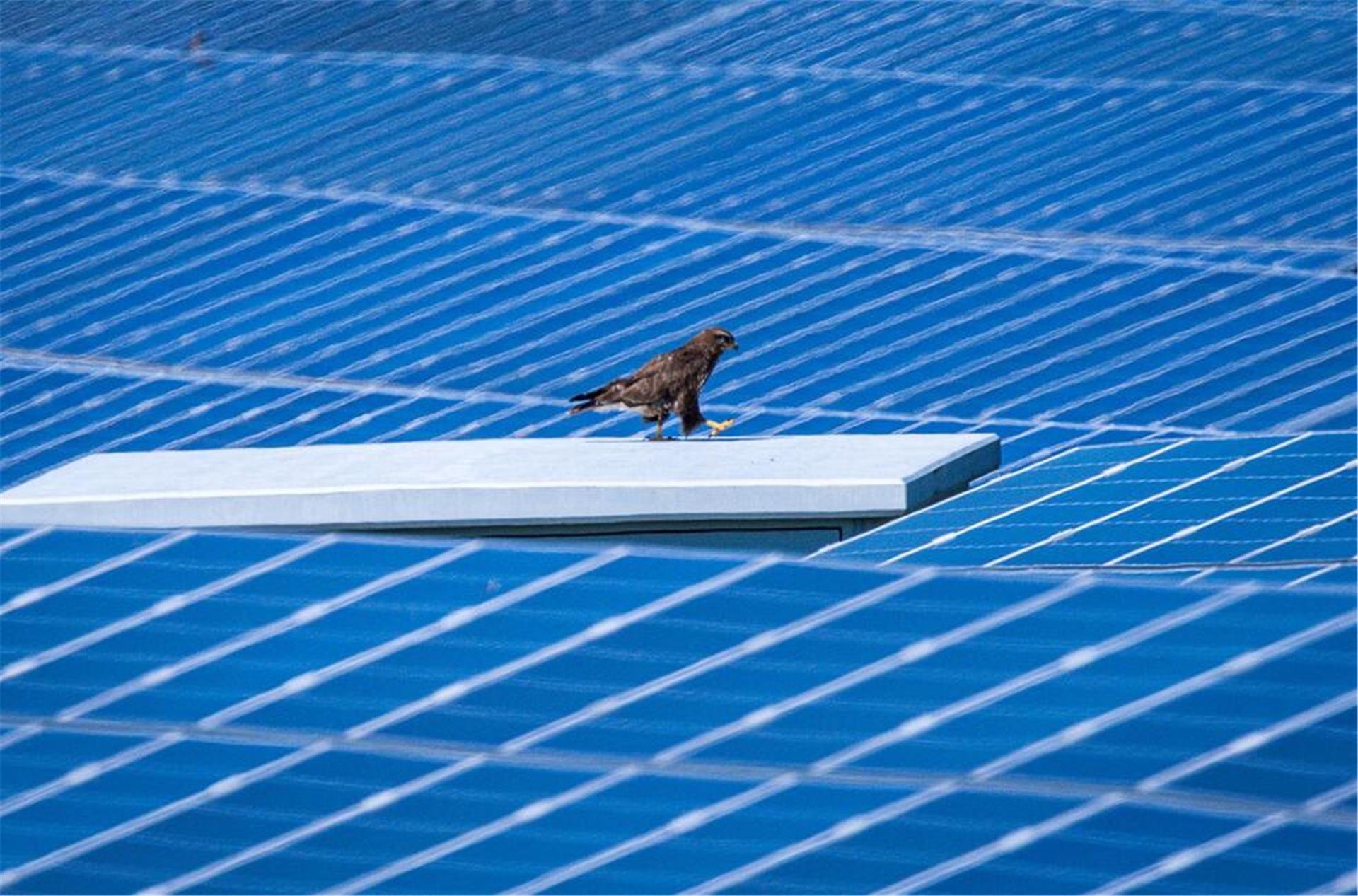 Ein Greifvogel sitzt auf einem Trafikanten in einem Solarpark und sucht nach Futter