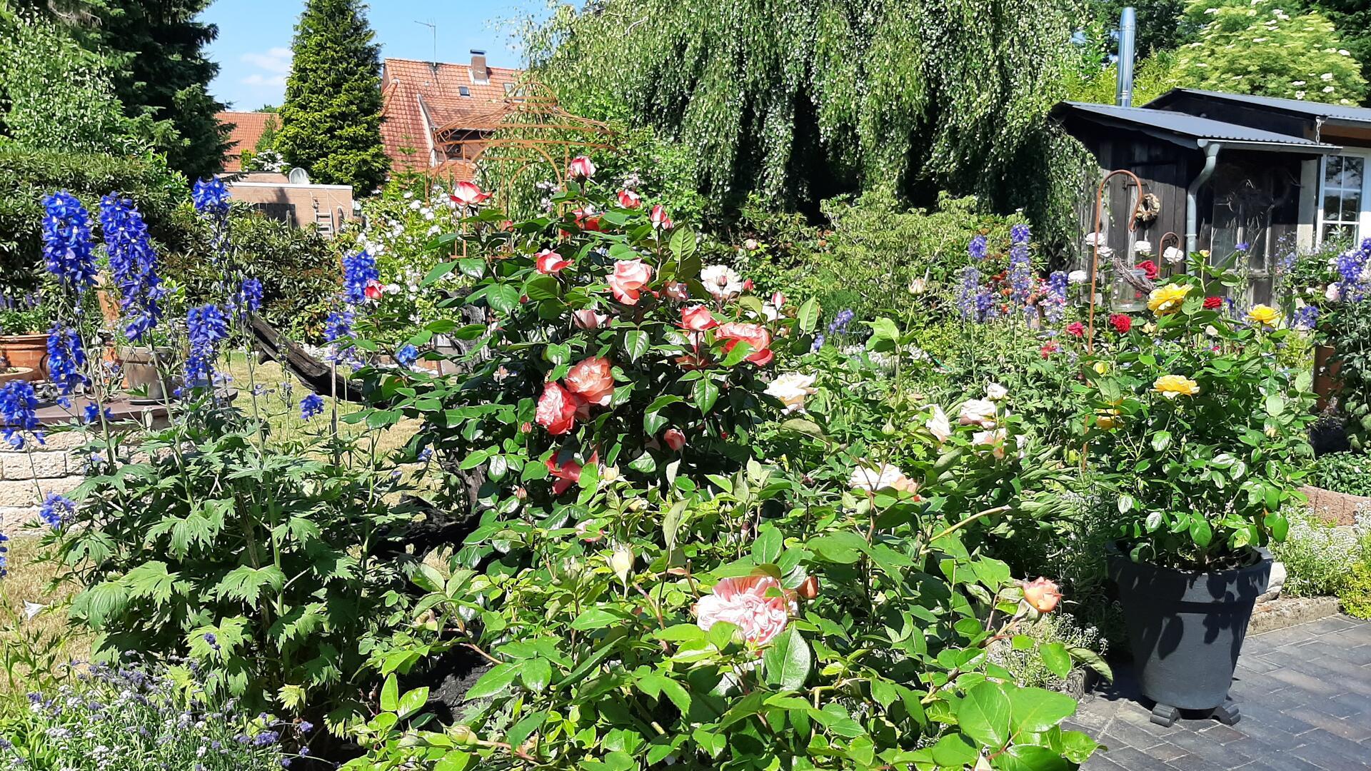 Verschiedene Pflanzen blühen in einem Garten. 