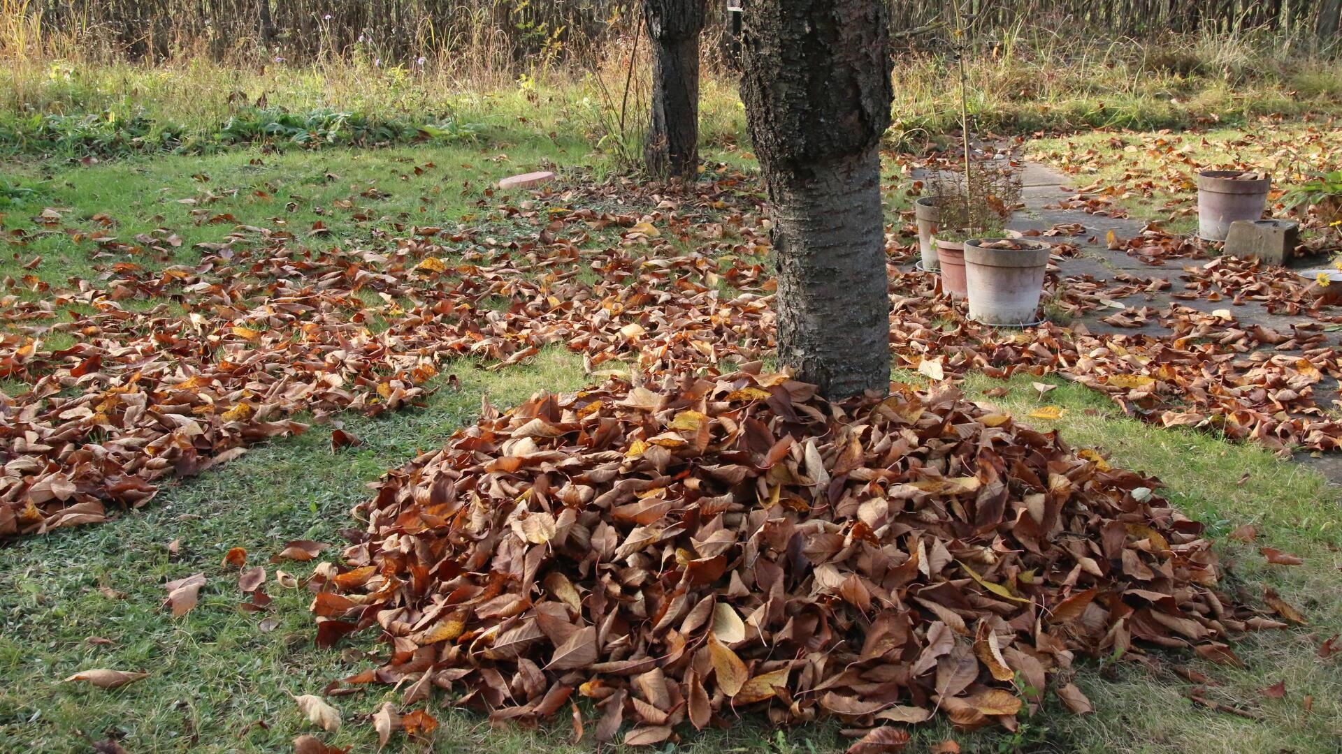 Im Herbst sollte ein wenig Laub für Insekten und Kleintiere liegen bleiben