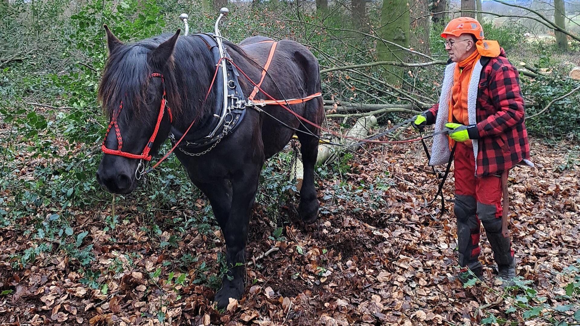 Ein Mann führt ein Pferd im Wald.