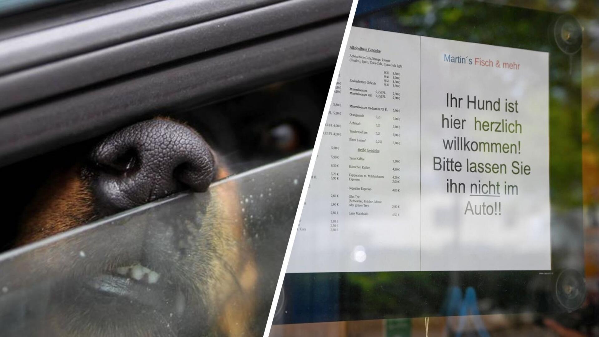 Zweigeteiltes Bild: Links ragt eine Hundeschnauze aus einem leicht geöffneten Autofenster, rechts ein Schild an einer Glastür.