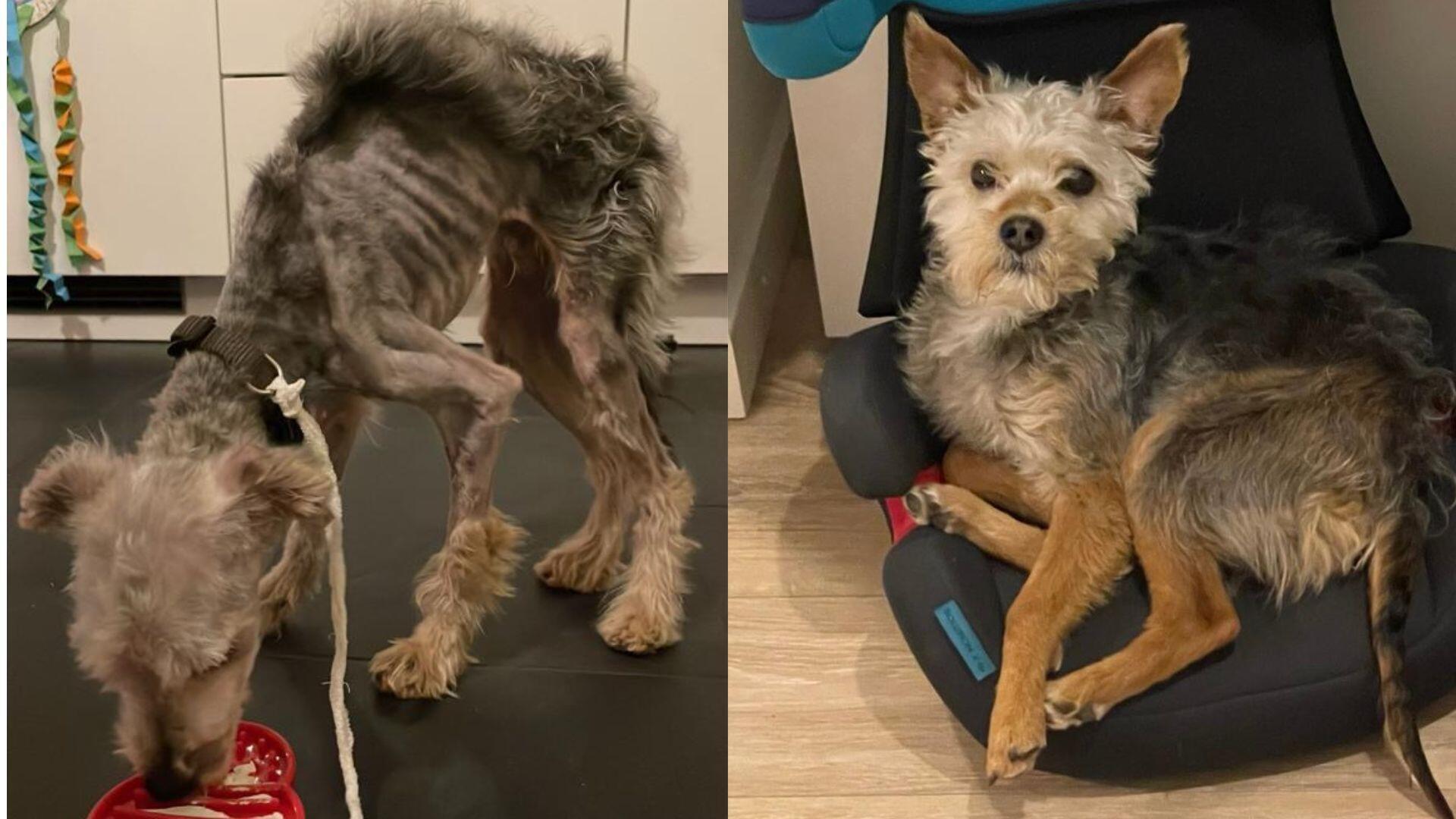 Zweigeteiltes Bild: Links frisst ein kleiner, abgemagerter Hund aus einer roten Schale. Rechts liegt ein kleiner Hund auf einem Kindersitz.