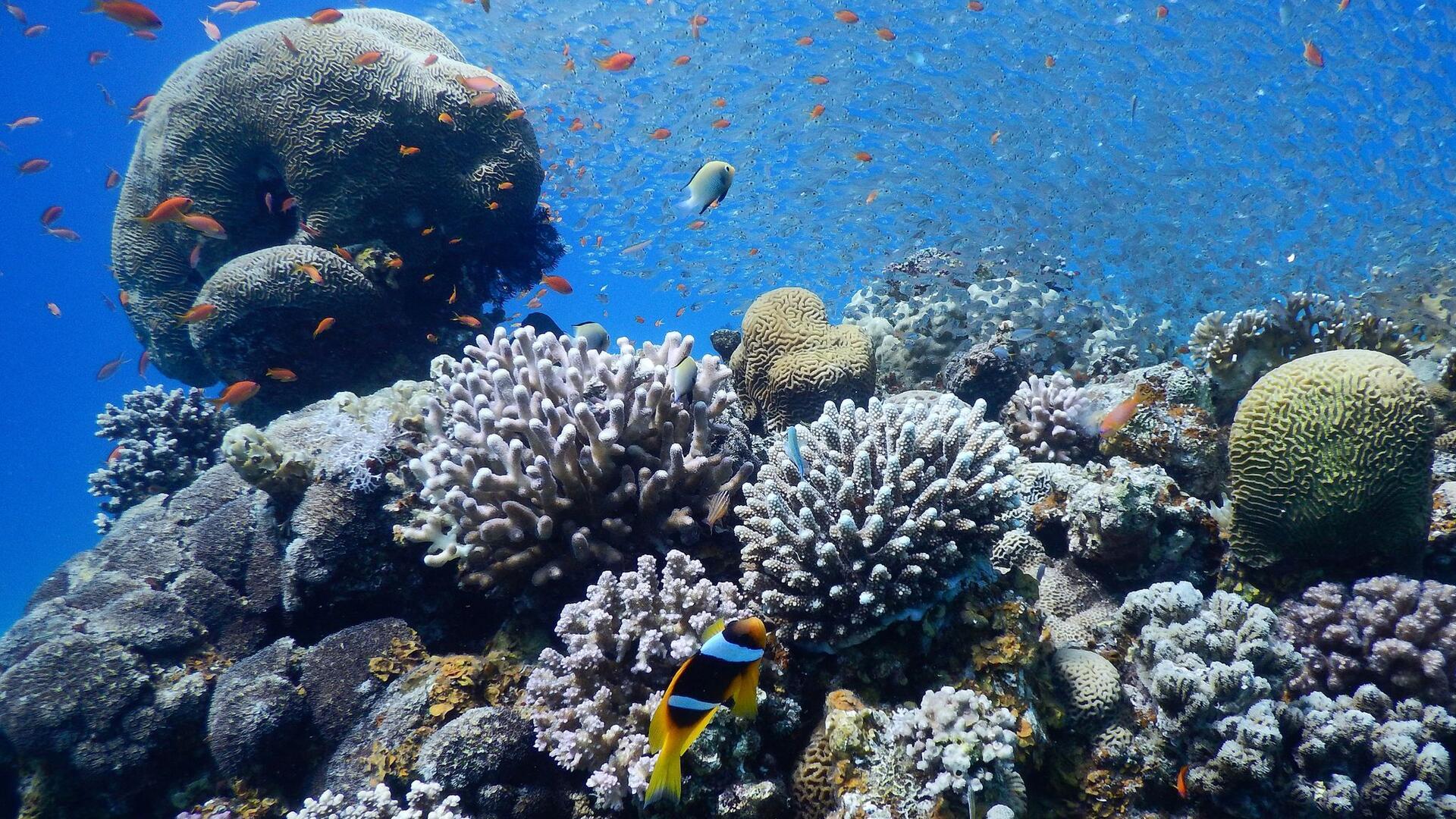 Korallen und Fische