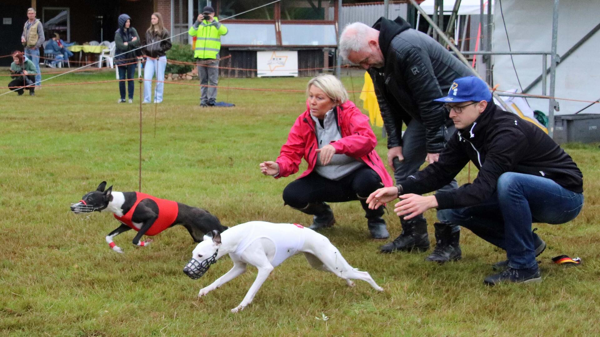 Ein weißer und ein schwarz-weißer Windhund mit Maulkorb starten ins Rennen, 3 Menschen sitzen in der Hocke dahinter und gucken.