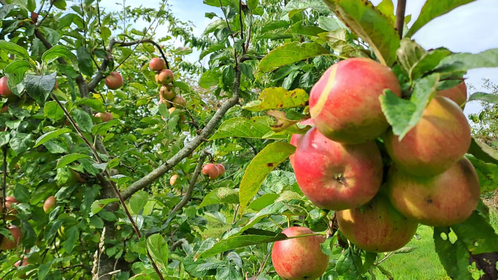 Äpfel hängen an Bäumen