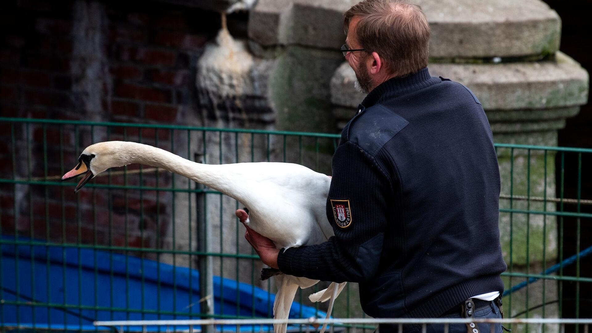 In Hamburg werden die Alsterschwäne alljährlich ins Winterquartier getragen (Foto). In Bremervörde wurden sie jetzt von den Straßen vertrieben, weil sie an mehreren Stellen den Verkehr behinderten.
