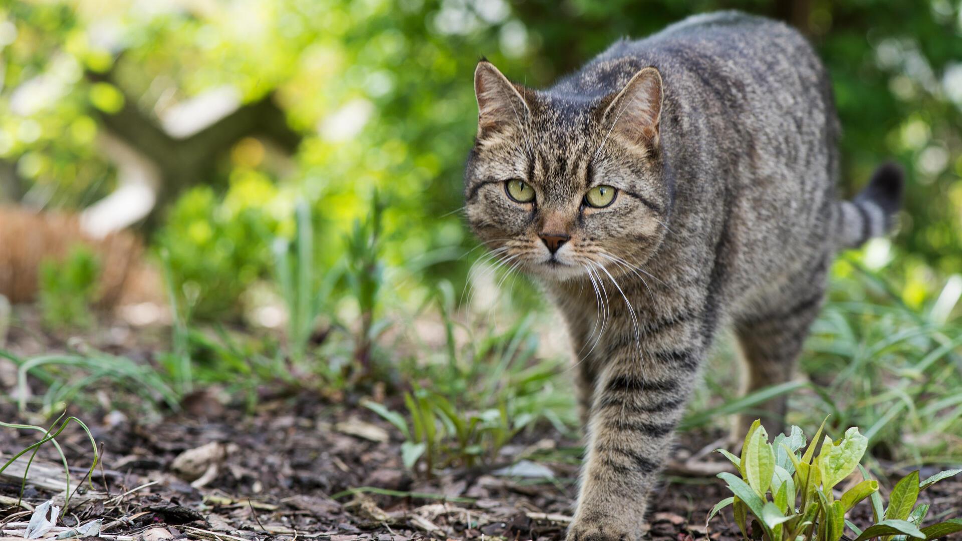 Eine Katze läuft durch einen Garten.
