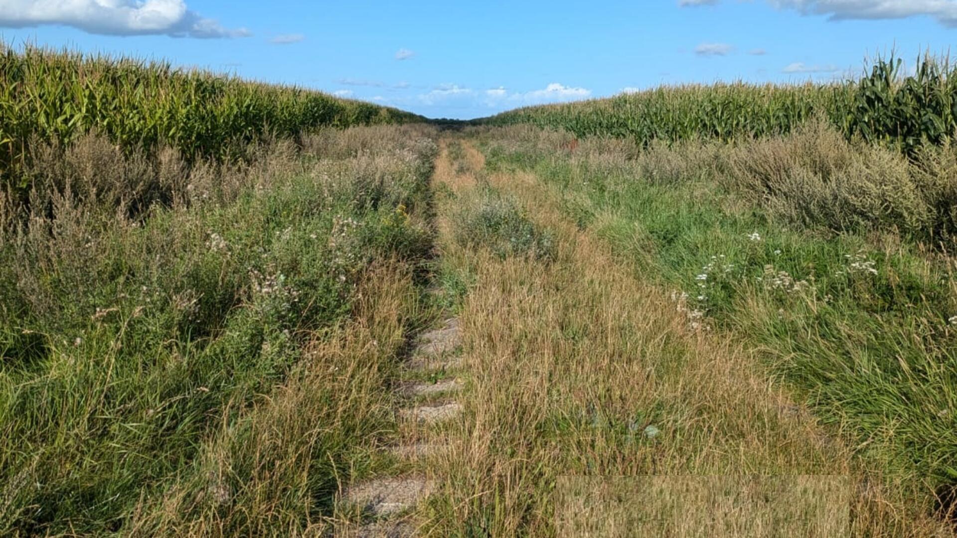 In Karlshöfen haben sich an den inzwischen wieder breiteren Wegen viele Pflanzen angesiedelt. Nun wird in Kuhstedt nach den genauen Grundstücksgrenzen an den Wegen geschaut. 
