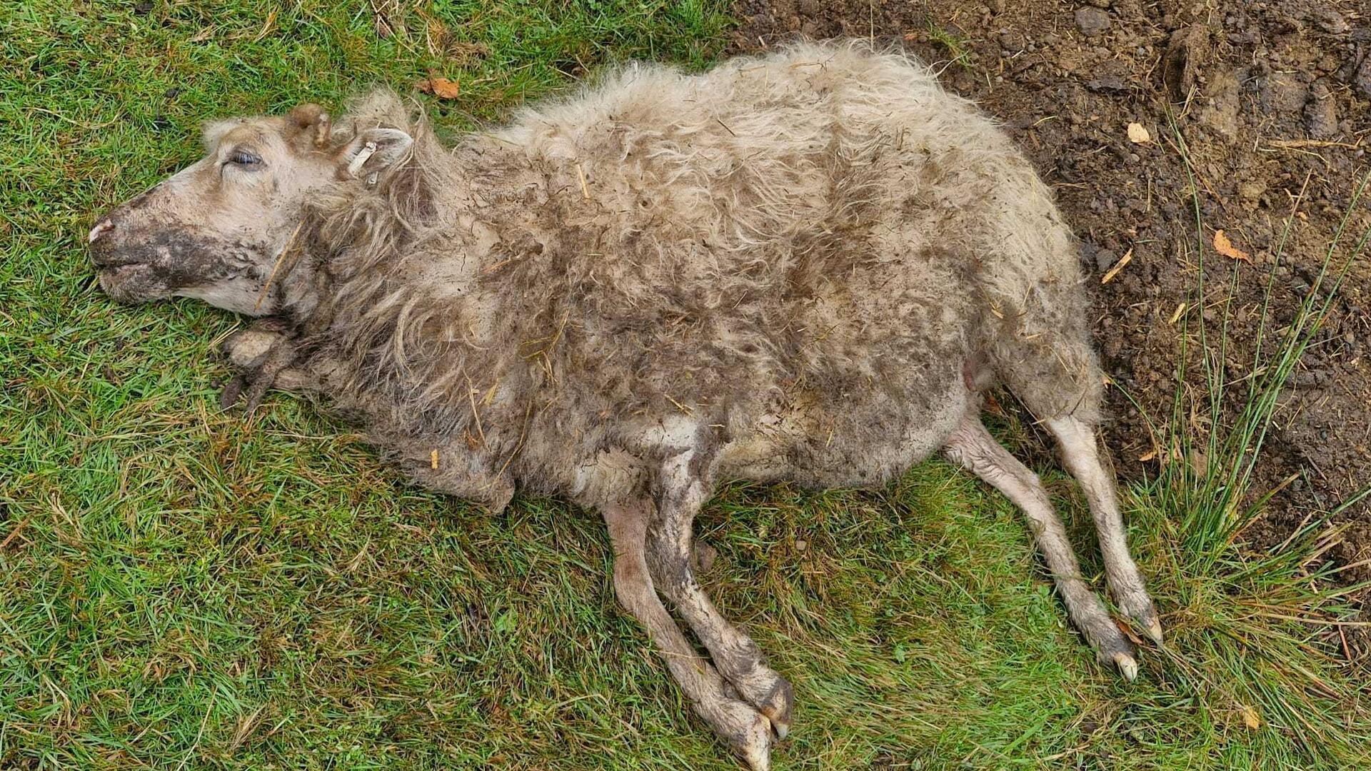 In Lunestedt wurden zwei tote Schafe auf der Weide entdeckt. Dieses Schaf wurde an der Kehle tödlich verletzt. Dem anderen Tier wurde der Bauch aufgerissen. 