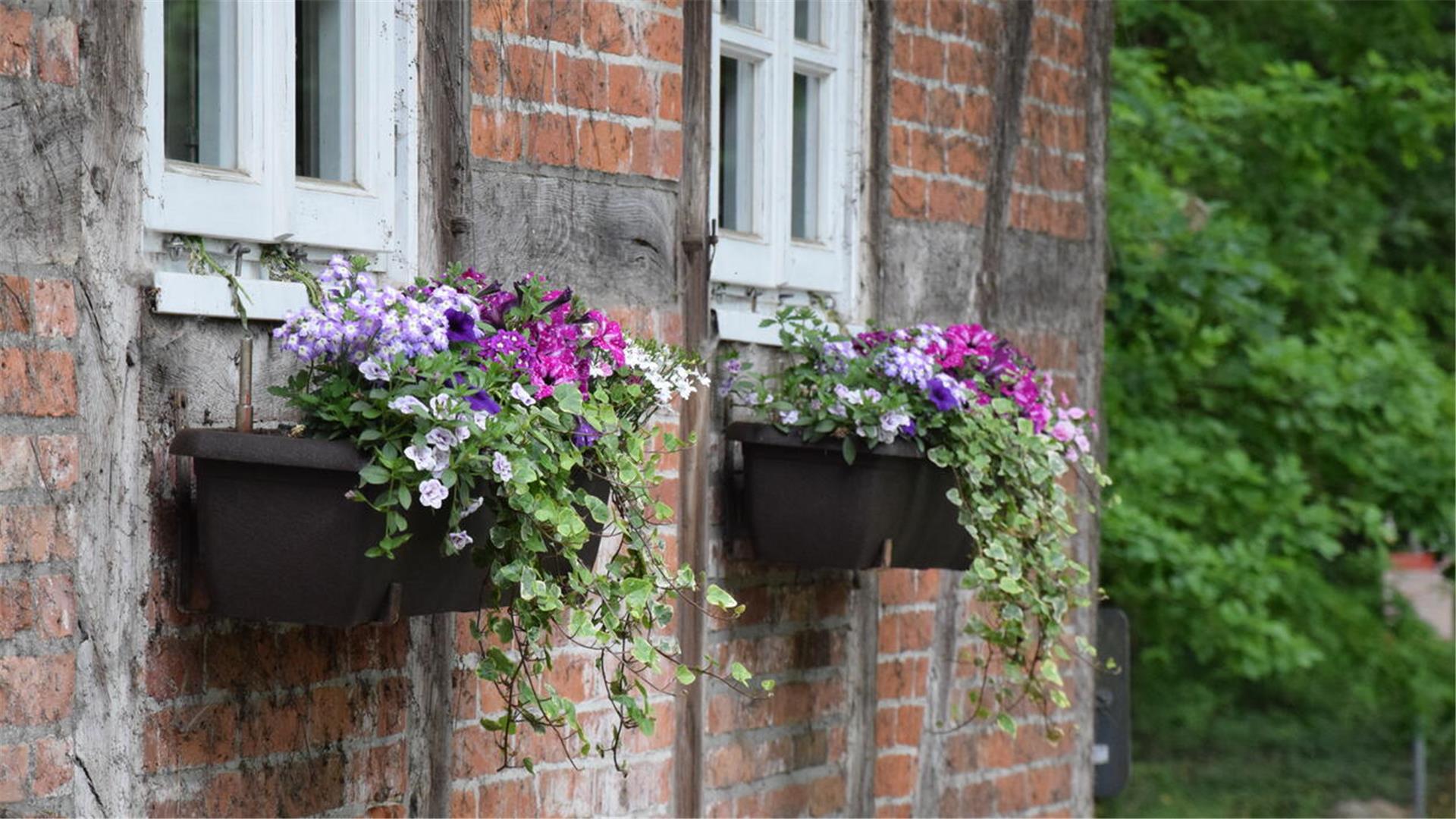 Blumen an Gebäude.