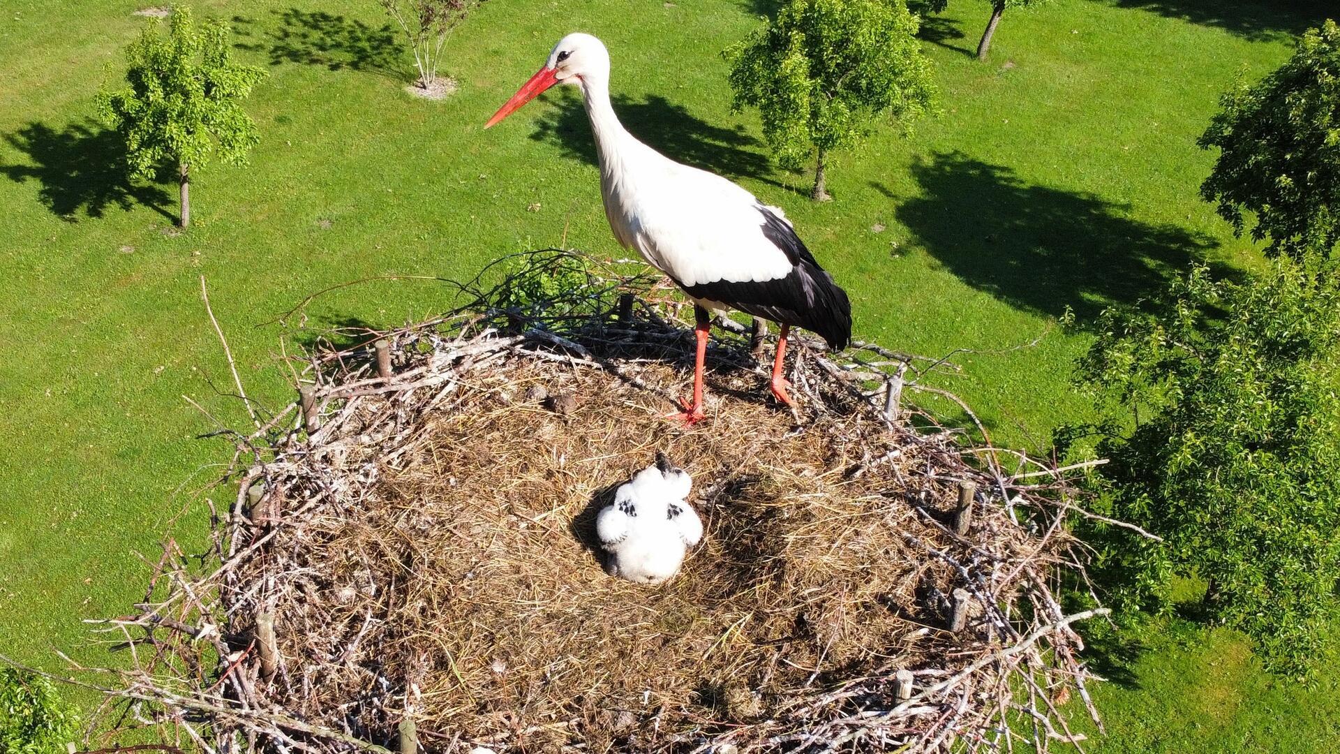 In diesem Frühjahr waren zunächst 69 Nester im Altkreis besetzt, in denen die Brutpaare mit der Aufzucht begannen.