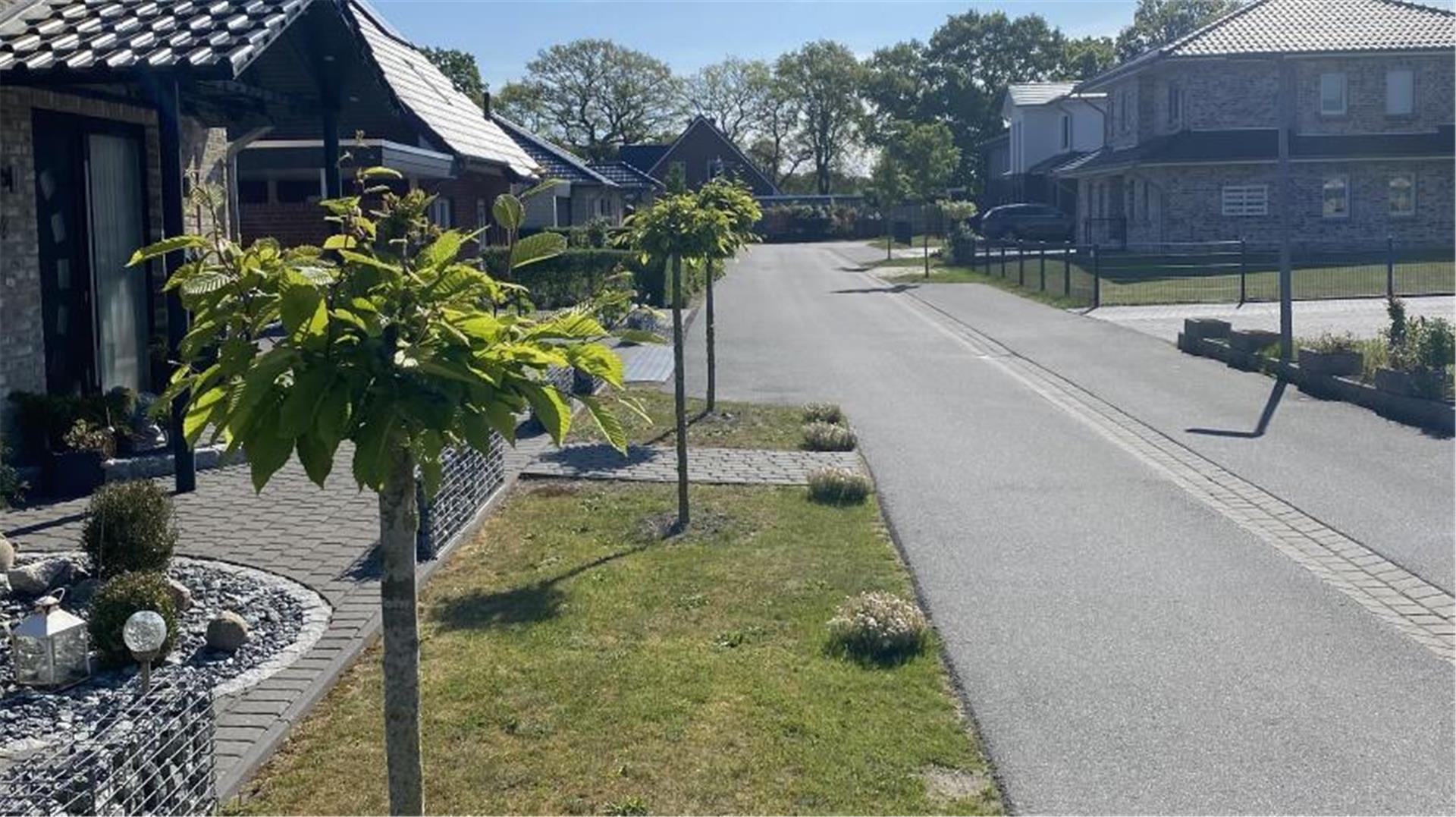 Beschädigte Straßenbäume in Beverstedt