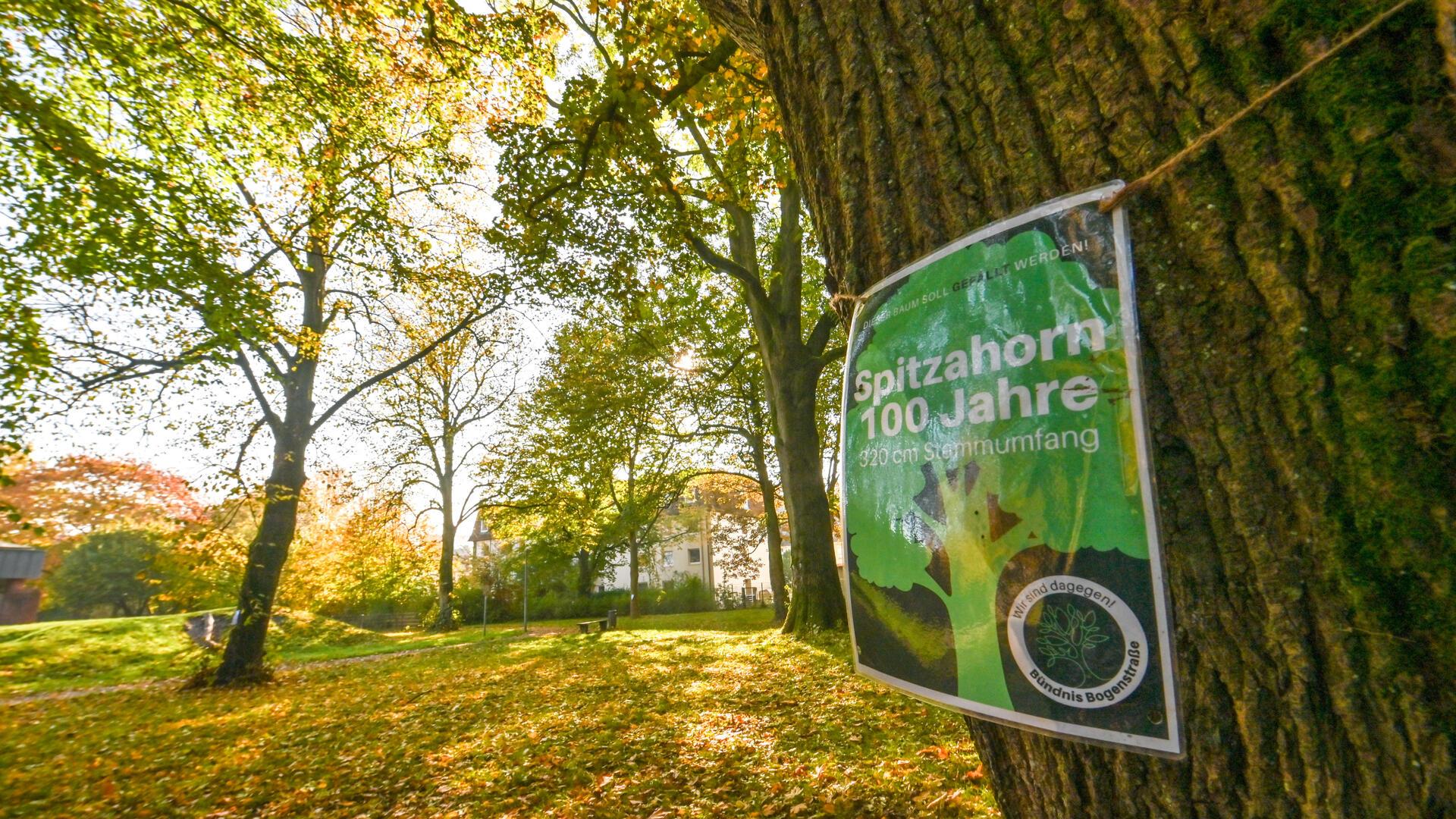 Jahrzehntealte Bäume an der Bogenstraße. 