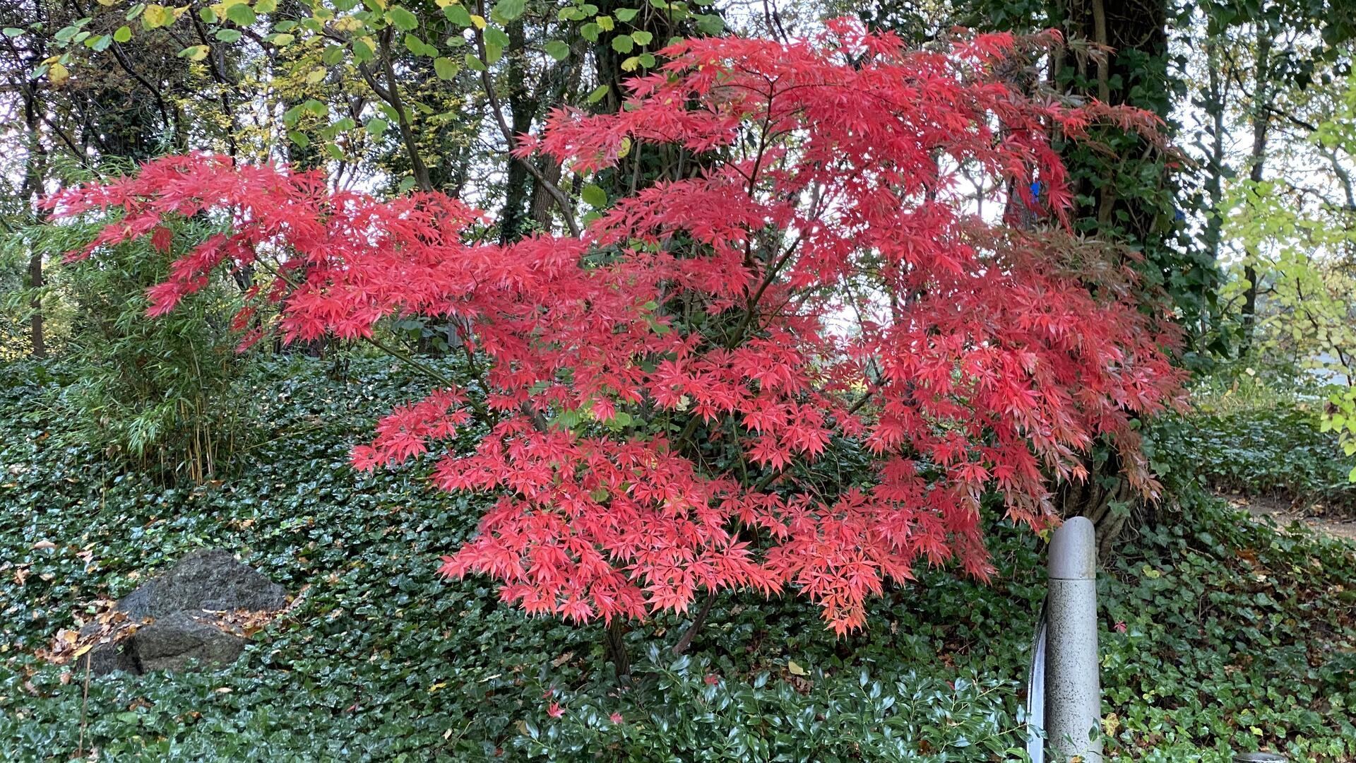  Japanischer Ahorn (Acer palmatum): Vom robusten Bergahorn bis zum kleinen Zierahorn im Kübel - die Vielfalt der Gattung Acer ist enorm. 