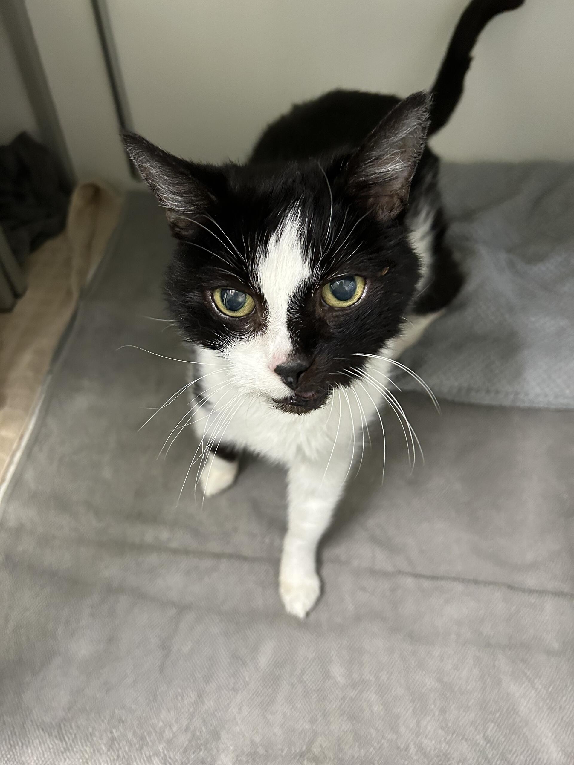 Johnny ist ein freundlicher, kontaktfreudiger und verschmuster Kater.